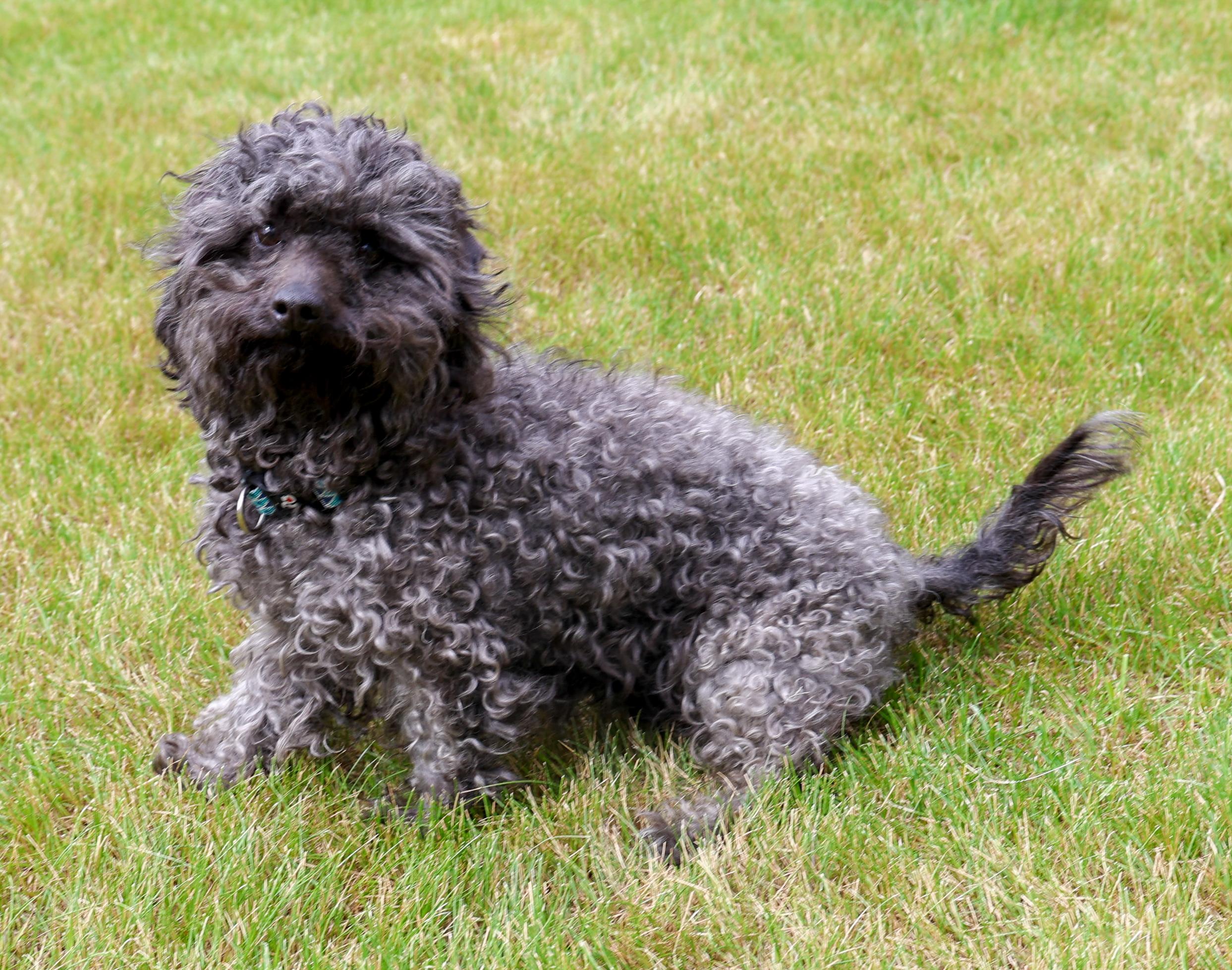 Enlarge Philomena-Single Pet Home, a ADOPTABLE mixed breed in Anchorage, AK image 3/6