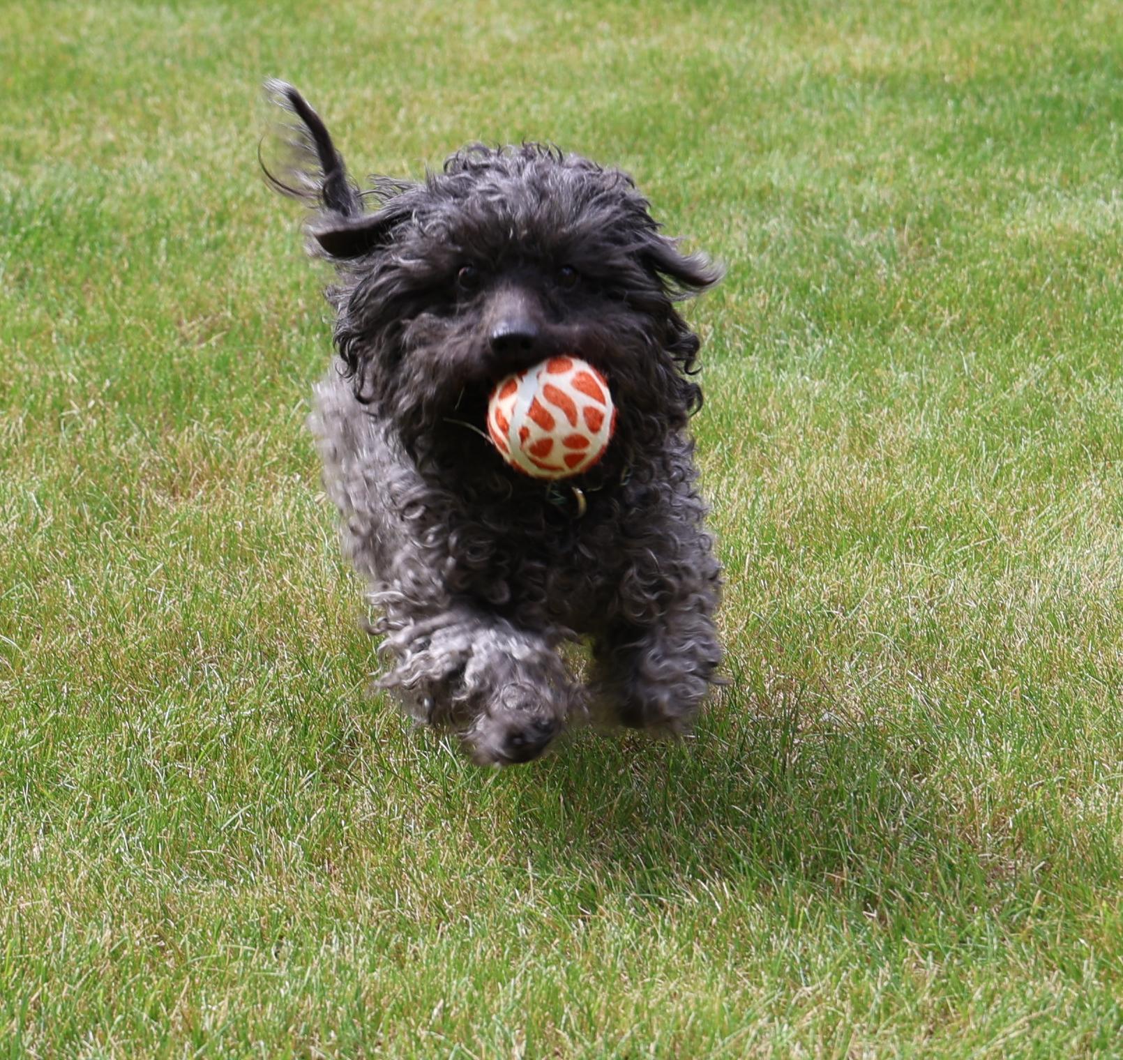 Philomena-Single Pet Home, ADOPTABLE, Adult Female Poodle (Toy) & Dachshund.