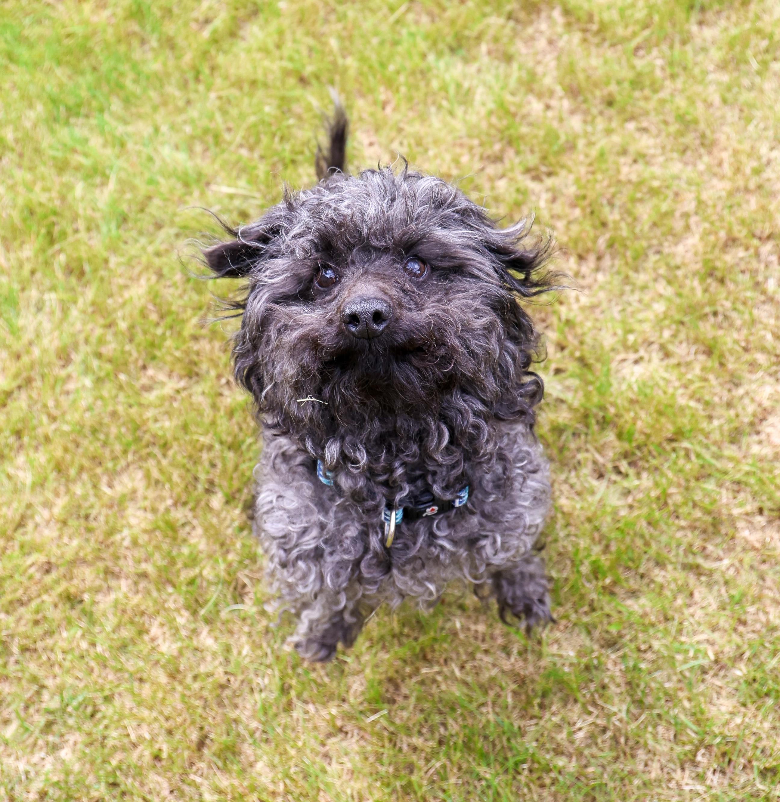 Enlarge Philomena-Single Pet Home, a ADOPTABLE mixed breed in Anchorage, AK image 2/6