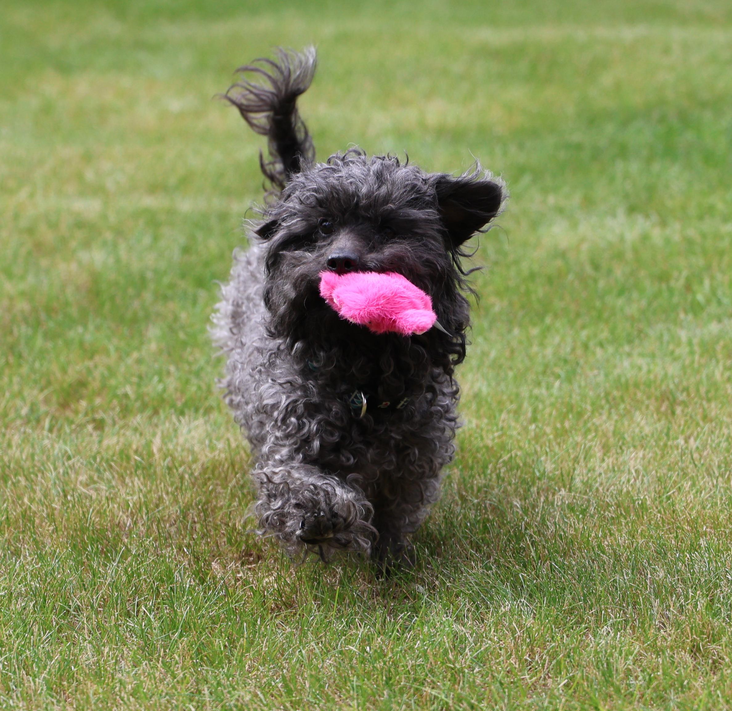 Enlarge Philomena-Single Pet Home, a ADOPTABLE mixed breed in Anchorage, AK image 4/6