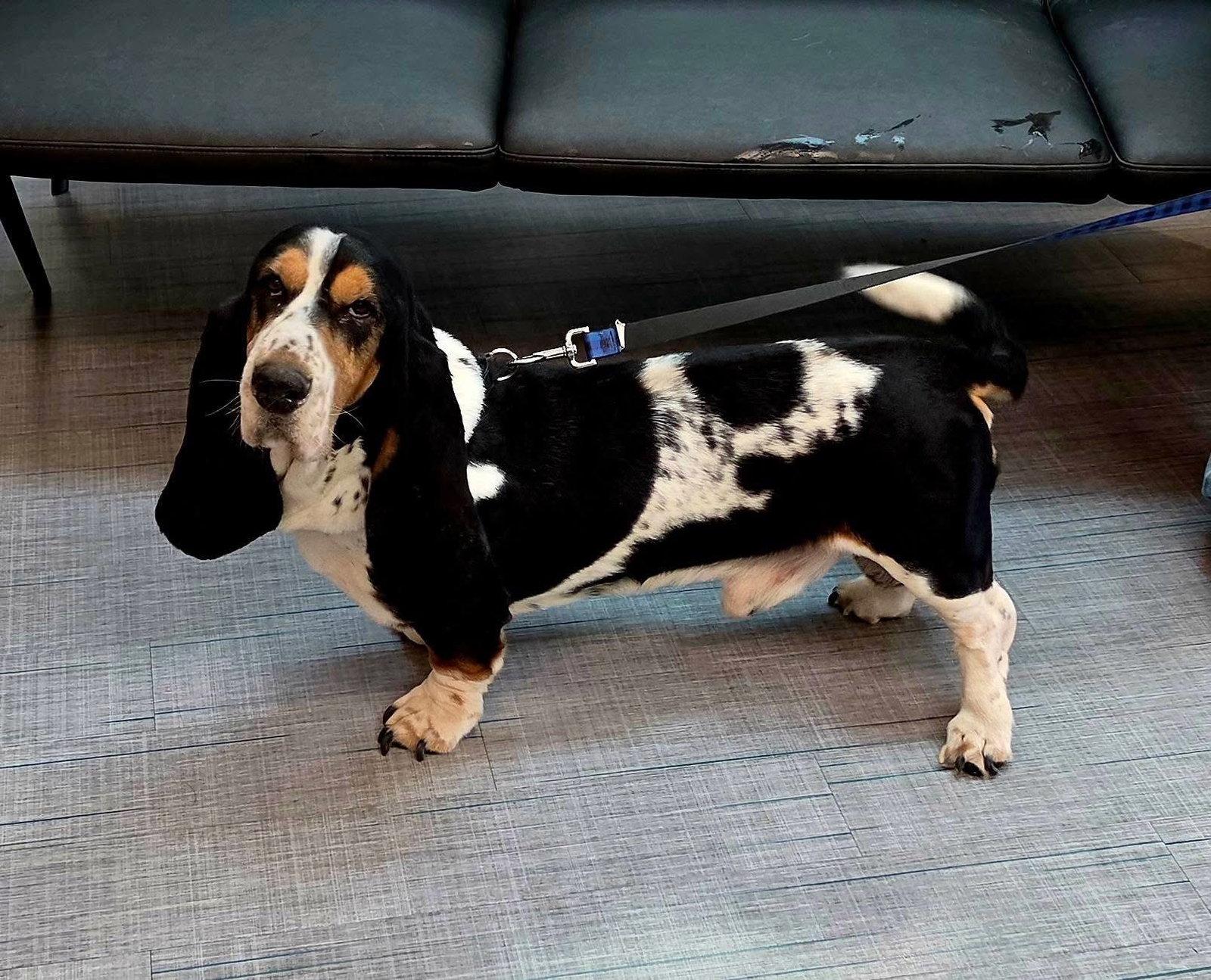 Enlarge Droopy, a Adopted Basset Hound in Brookville, OH image 1/1