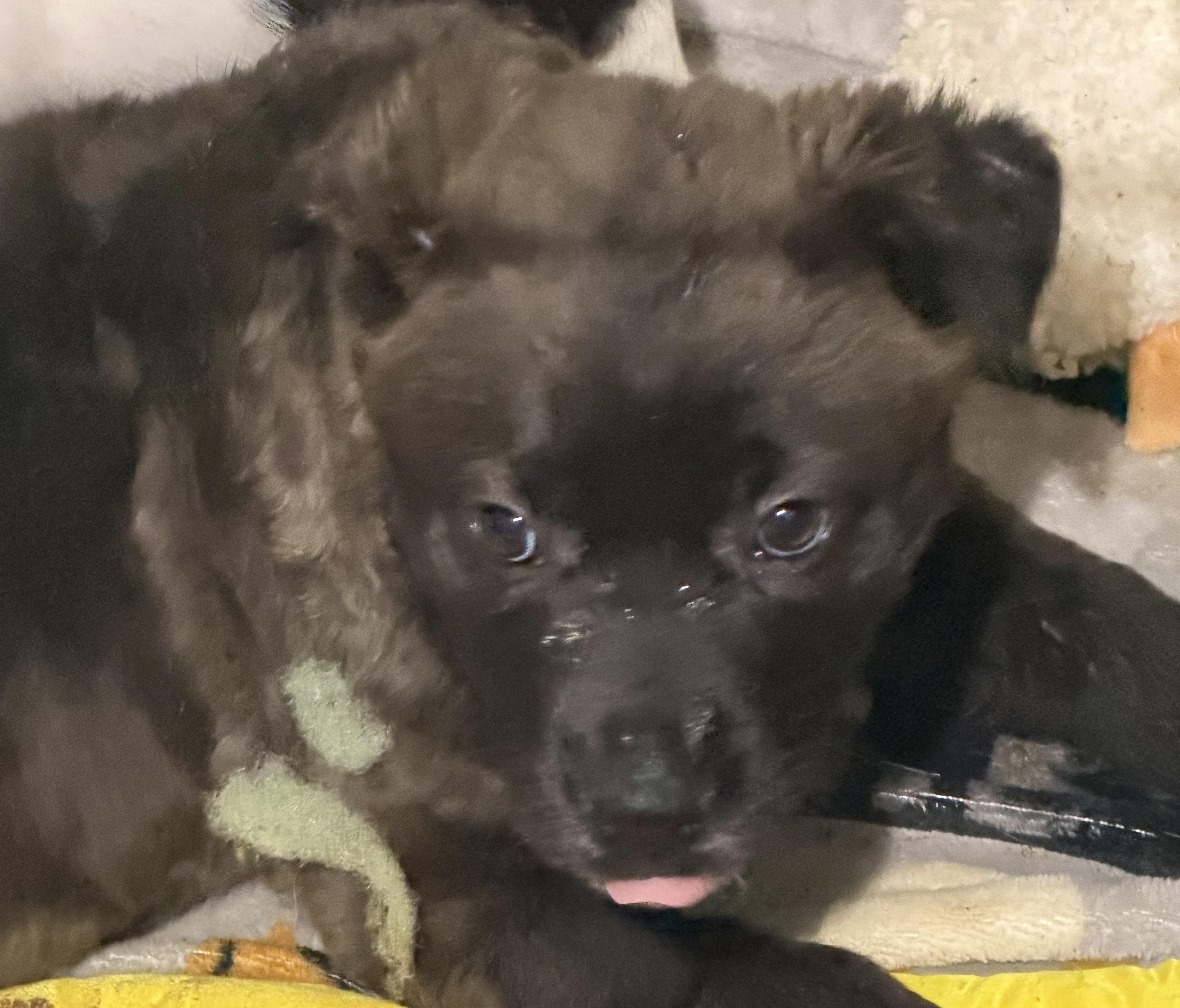 Sasquatch, Adopted, Young Male Australian Cattle Dog / Blue Heeler.