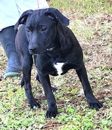 251305  Makima, Adoptable, Puppy Female Labrador Retriever.