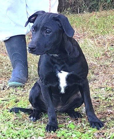 Enlarge 251305  Makima, a Adoptable Labrador Retriever in Wetumpka, AL image 2/2