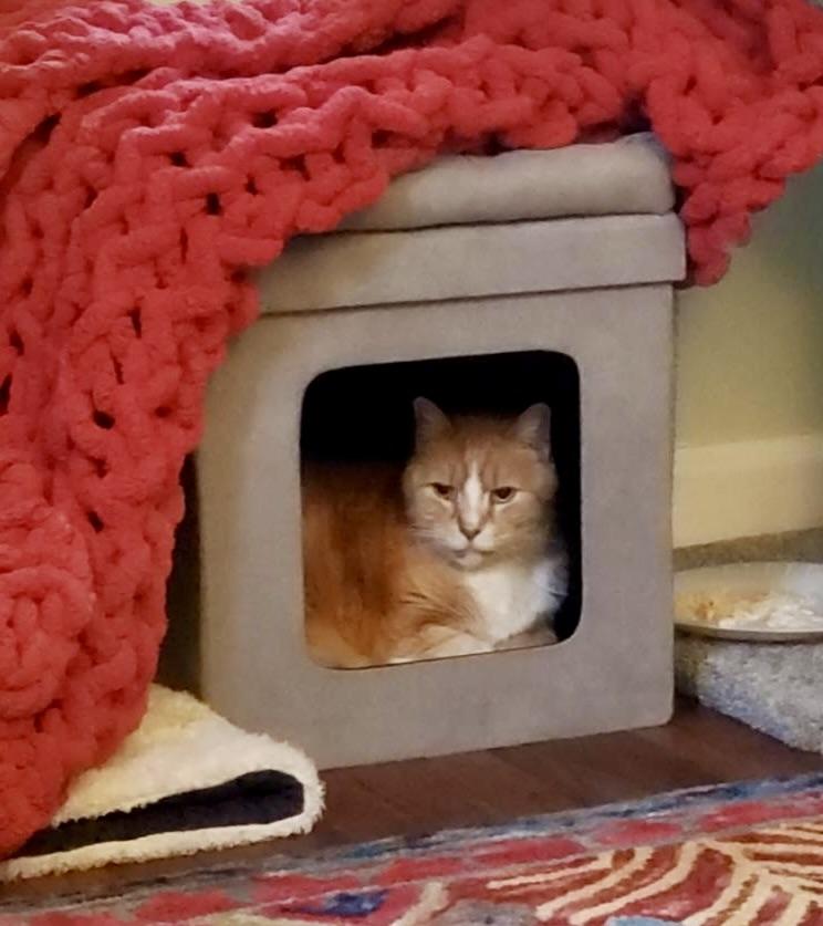 Thomas O'Malley, ADOPTABLE, Senior Male Domestic Short Hair.