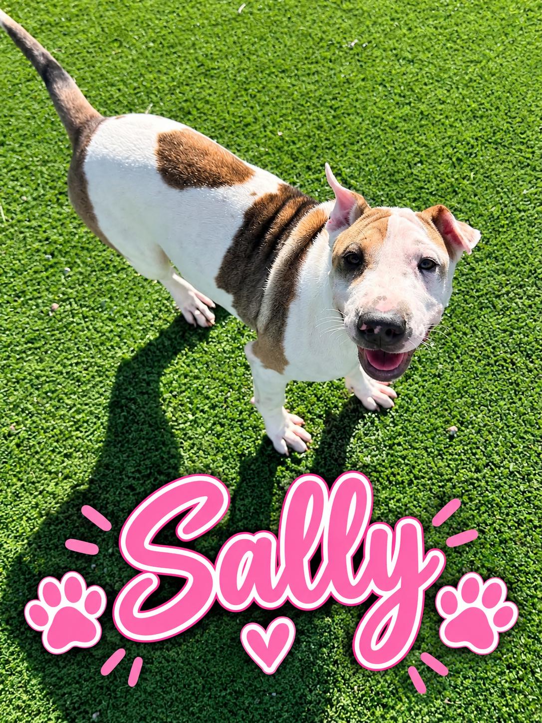 Sally, Adoptable, Young Female Shar-Pei & Hound.