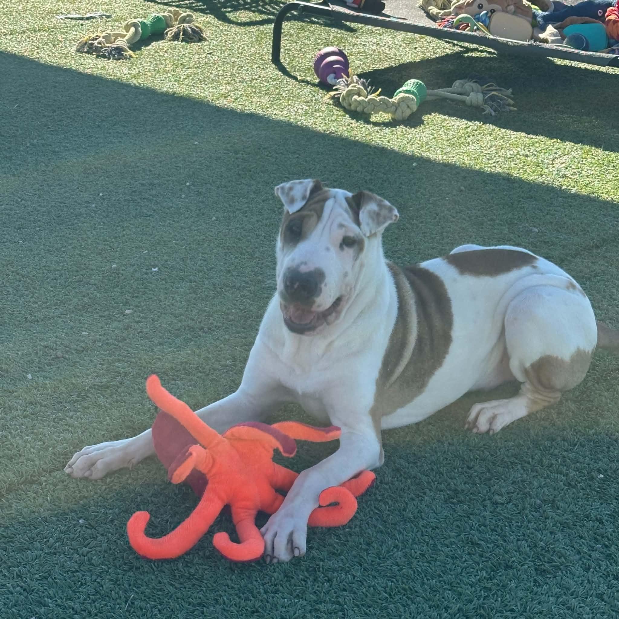 Enlarge Sally, a Adoptable mixed breed in Truth or Consequences , NM image 2/6
