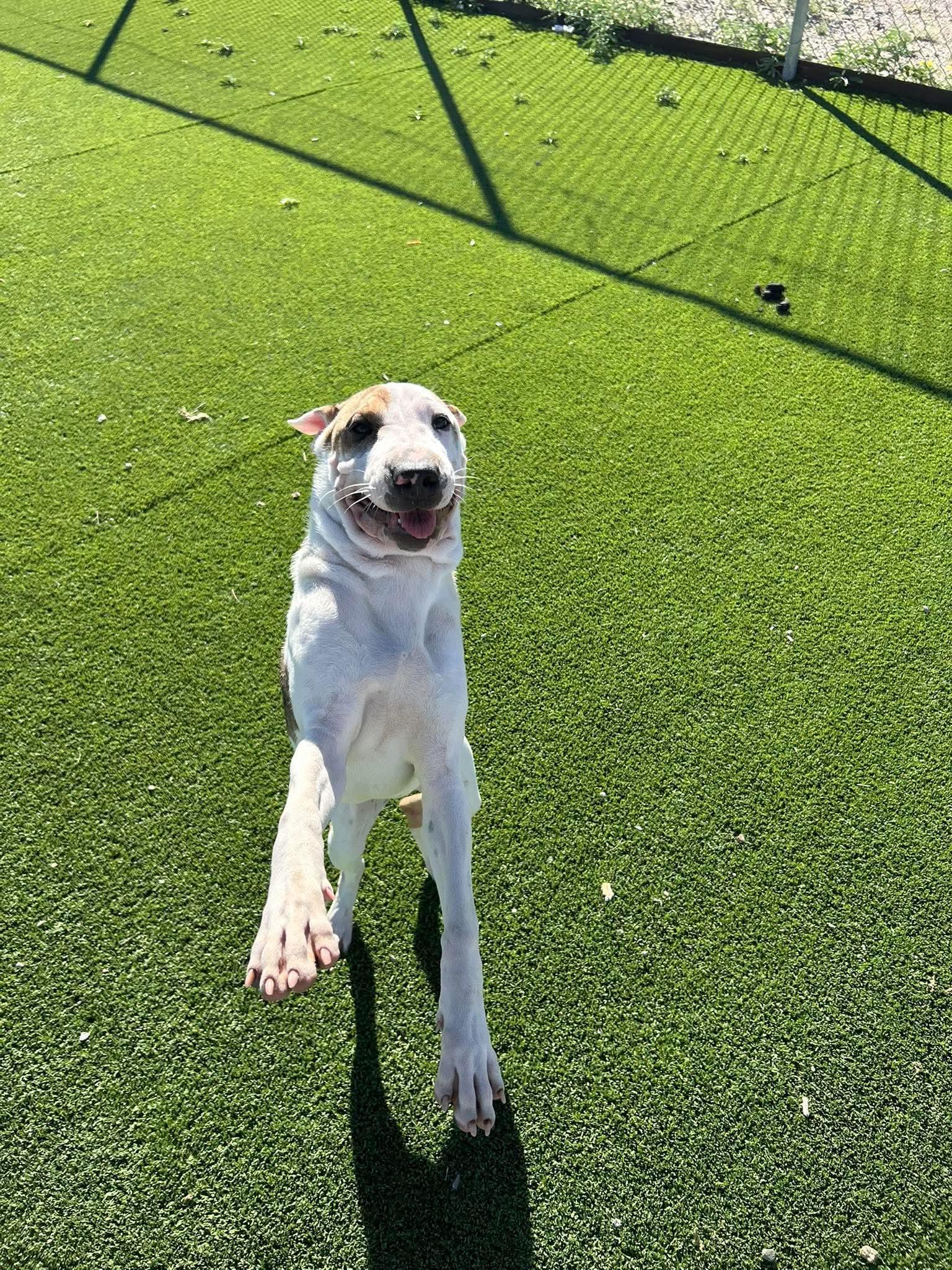 Enlarge Sally, a Adoptable mixed breed in Truth or Consequences , NM image 6/6