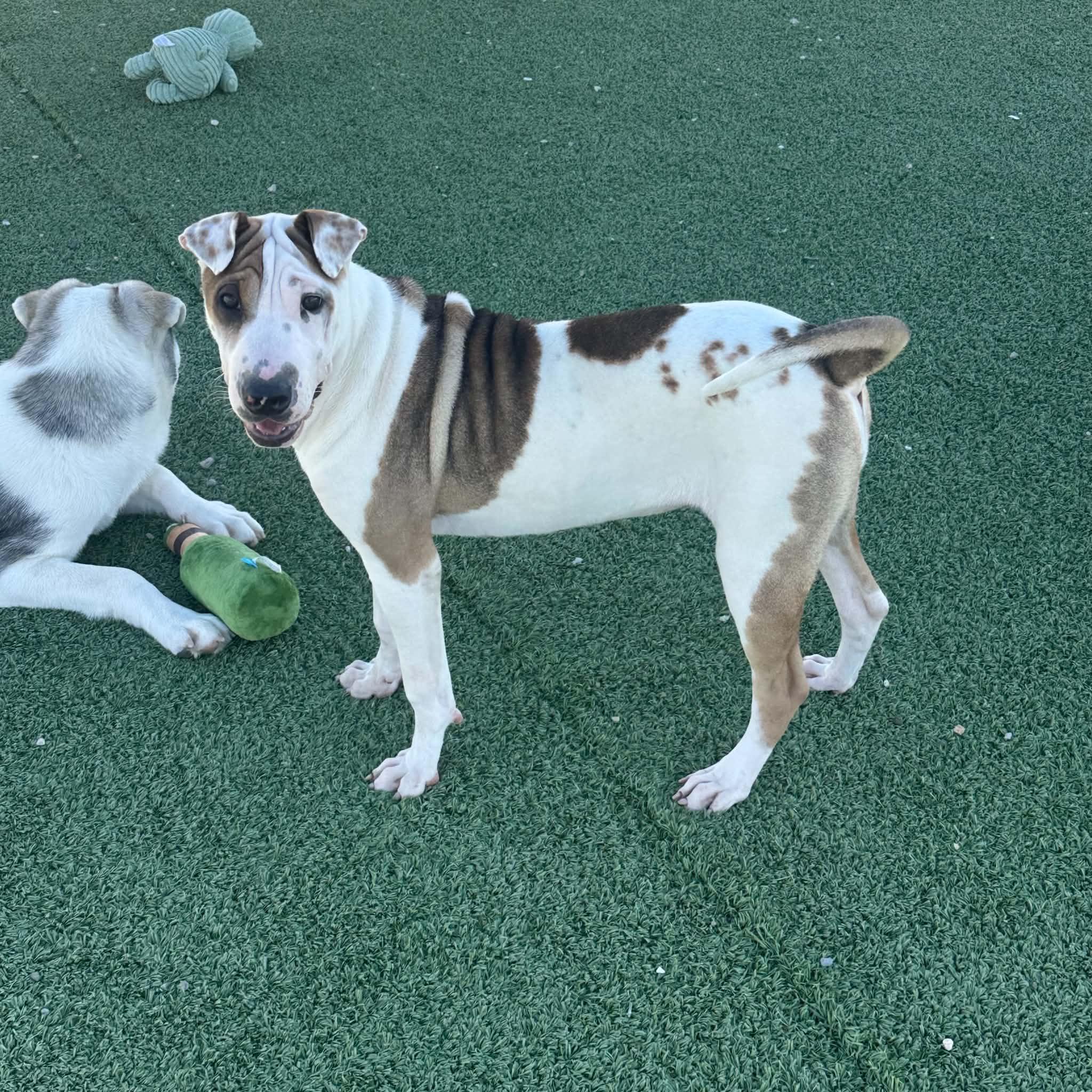 Enlarge Sally, a Adoptable mixed breed in Truth or Consequences , NM image 4/6