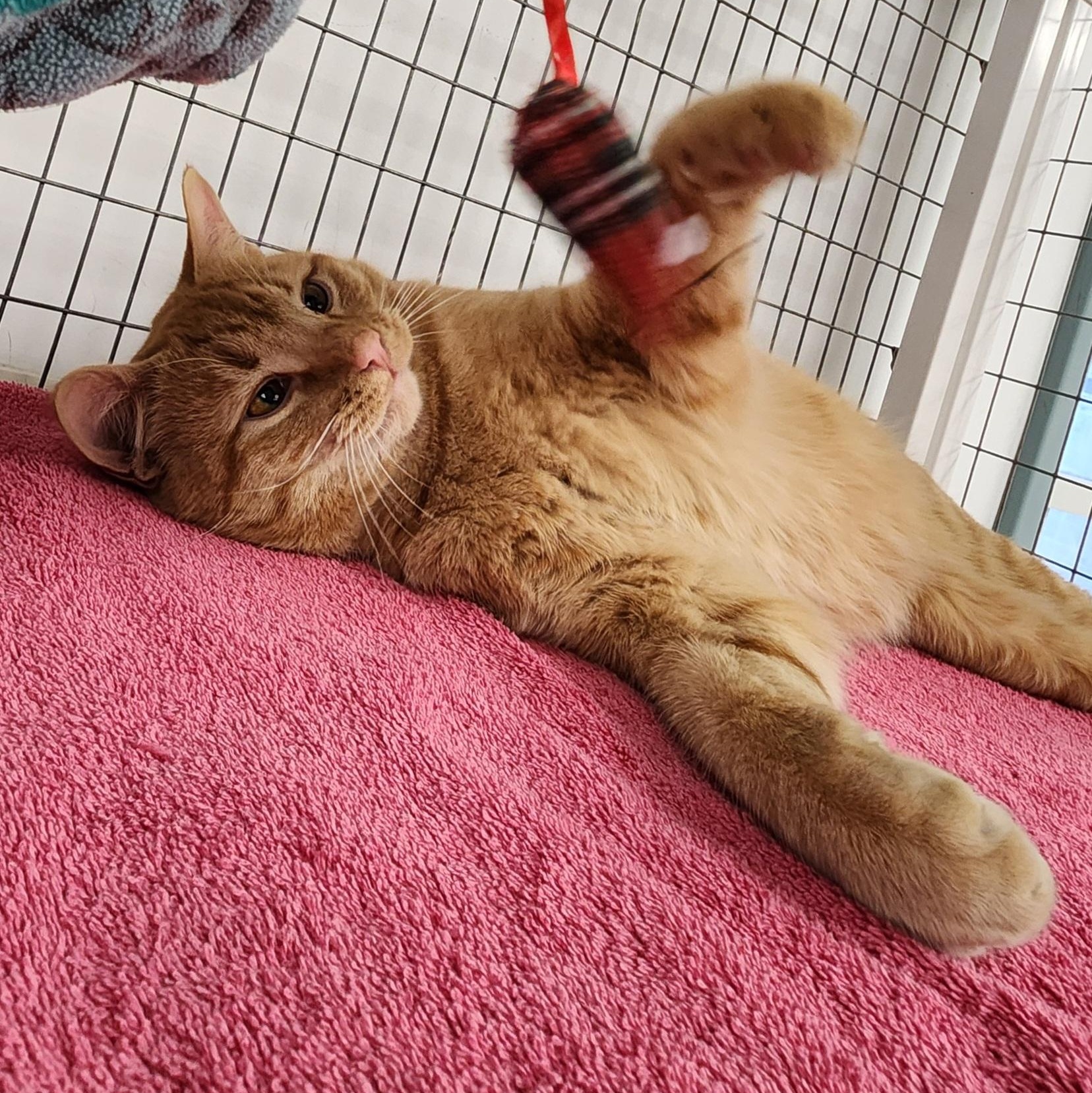 Sherbet, an adopted Domestic Short Hair in Medfield, MA image 1/4