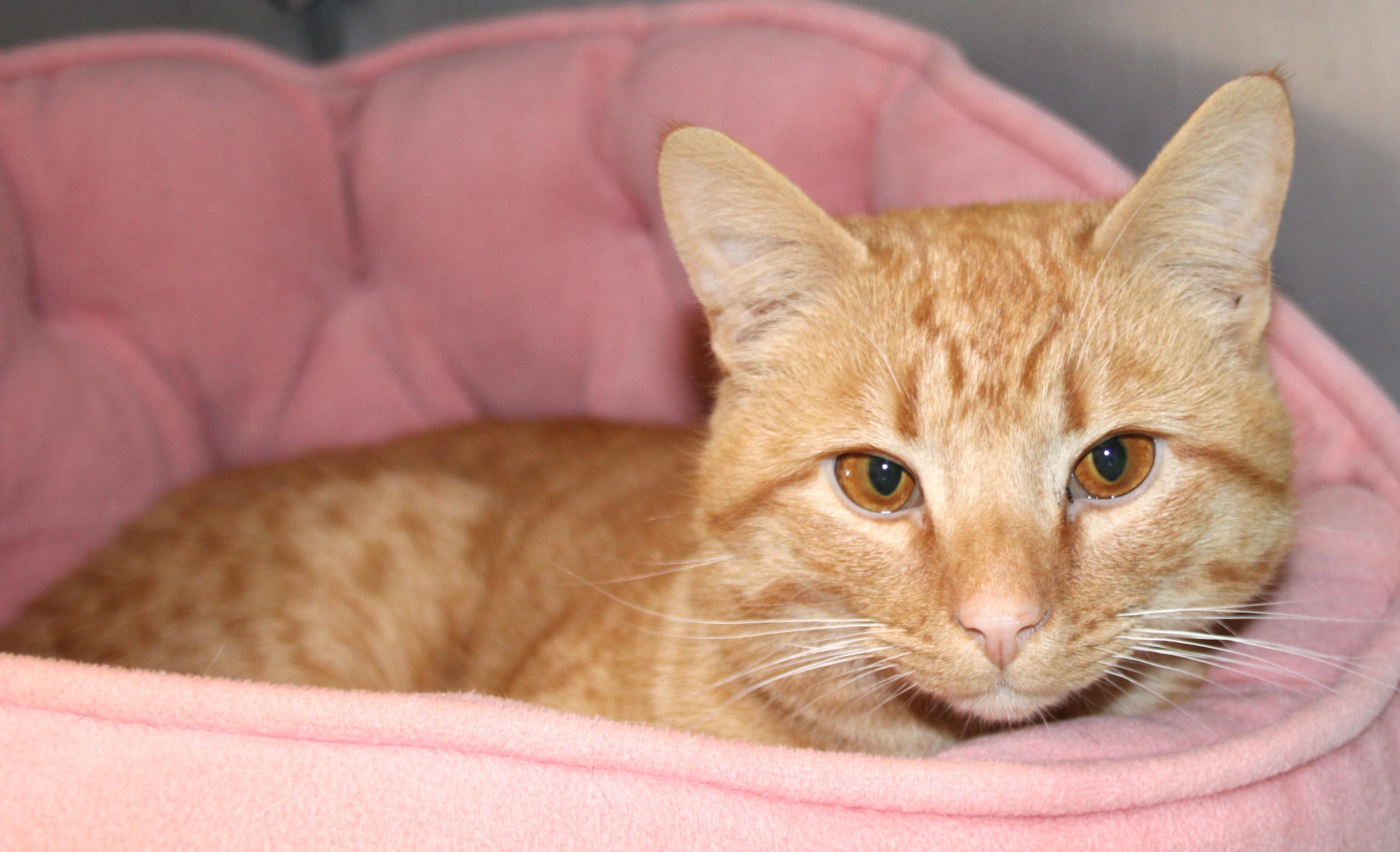 Sherbet, an adopted Domestic Short Hair in Medfield, MA image 4/4