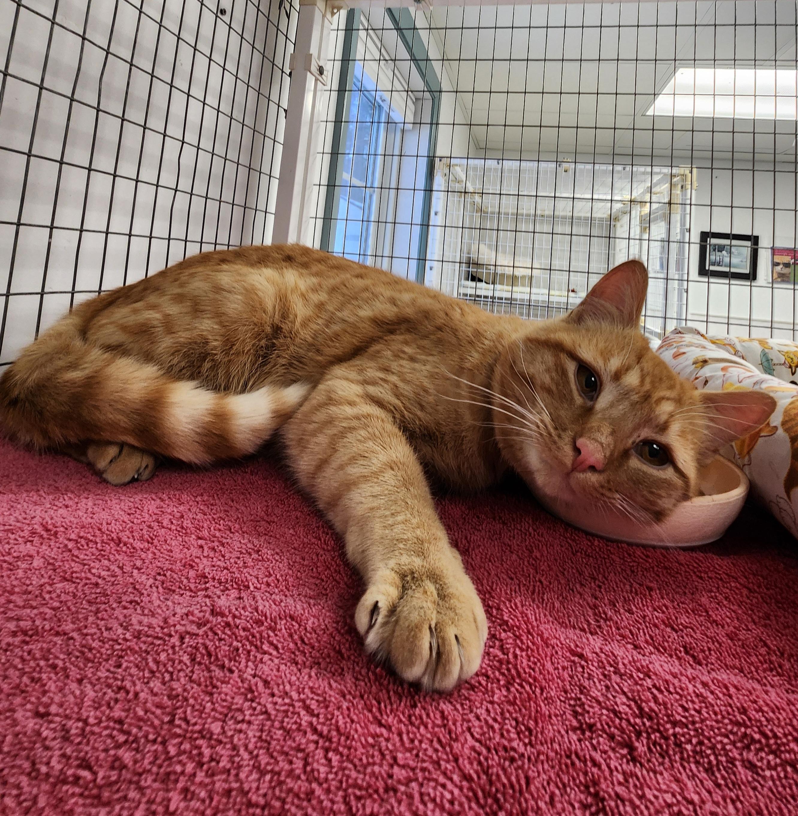 Sherbet, an adopted Domestic Short Hair in Medfield, MA image 2/4
