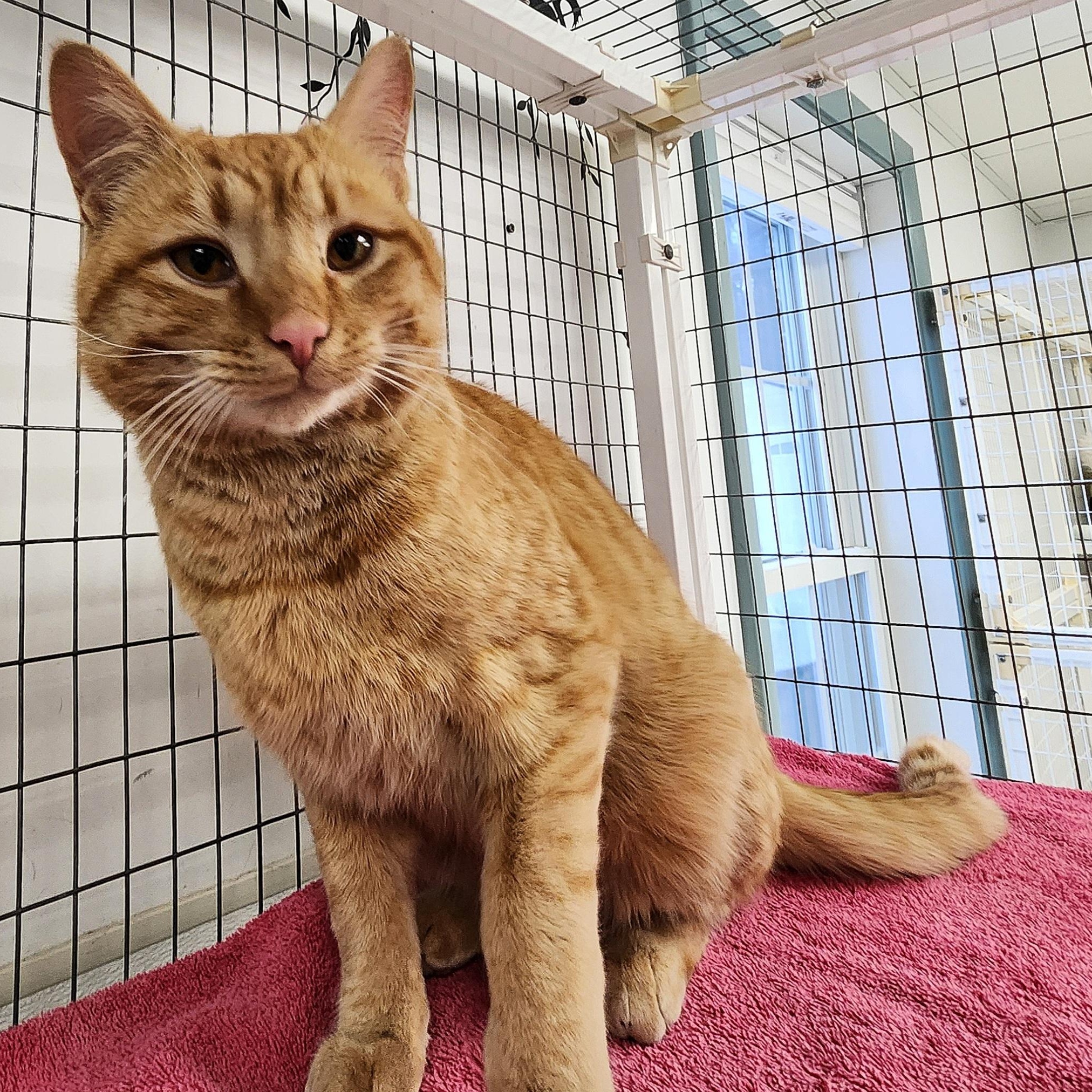 Sherbet, an adopted Domestic Short Hair in Medfield, MA image 3/4