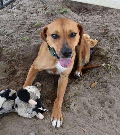 Enlarge Bonnie, an adoption pending mixed breed in Inverness, FL image 2/2