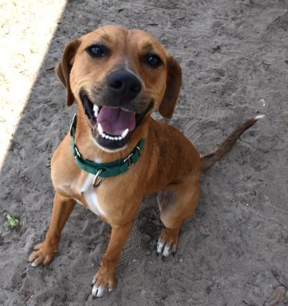 Enlarge Bonnie, an adoption pending mixed breed in Inverness, FL image 1/2