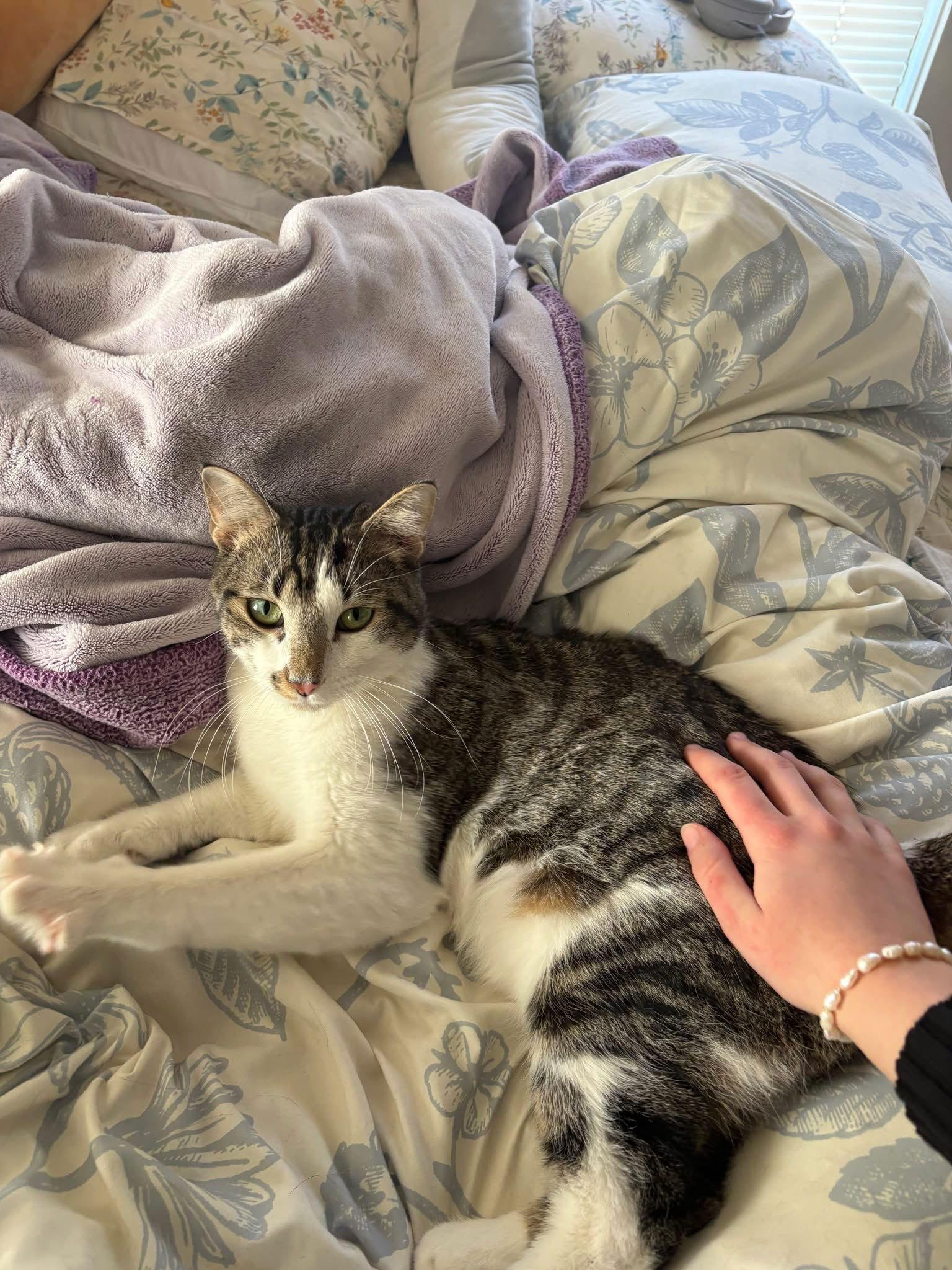 Oliver, Adoptable, Young Male Domestic Short Hair.