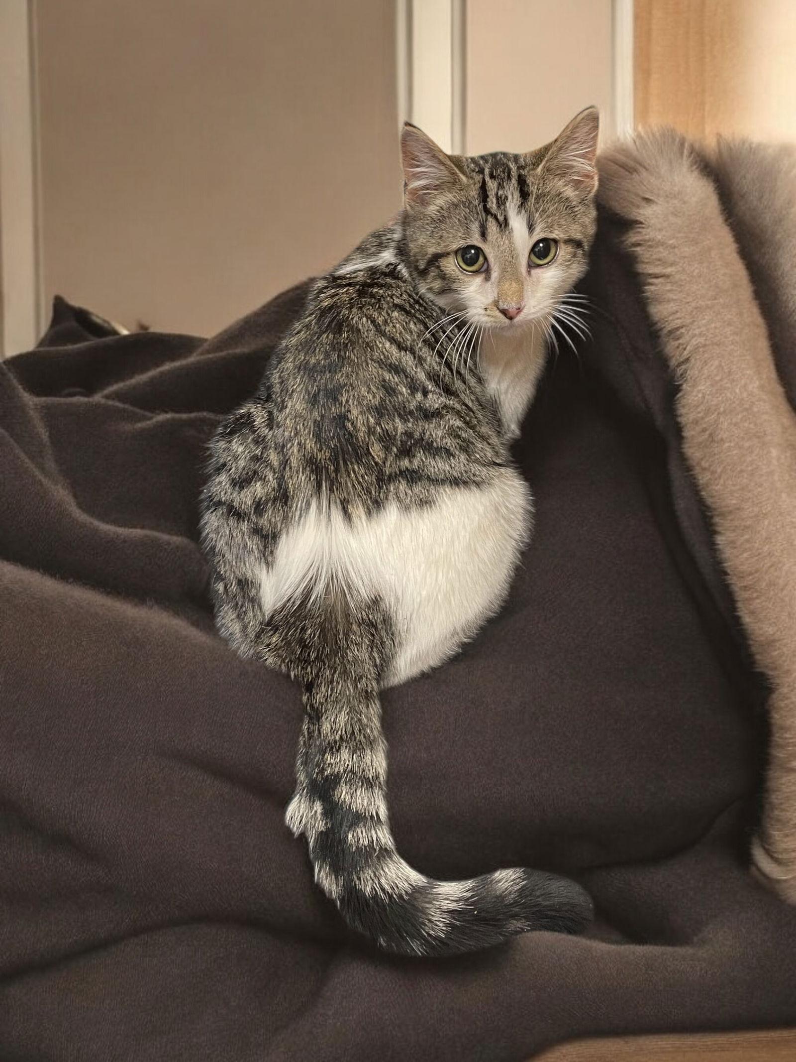 Oliver, a Adoptable Domestic Short Hair in Champaign, IL image 1/3