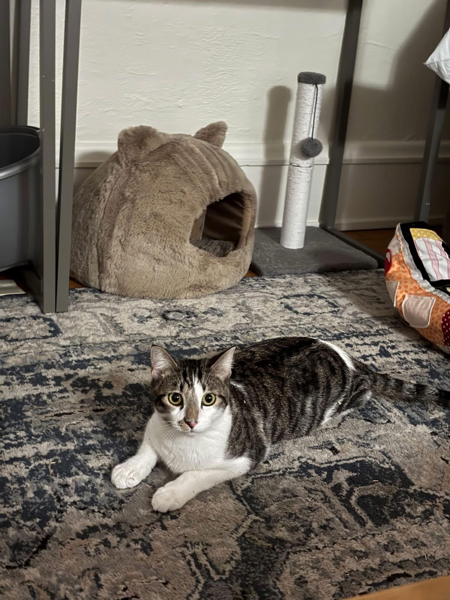 Enlarge Oliver, a Adoptable Domestic Short Hair in Champaign, IL image 2/3