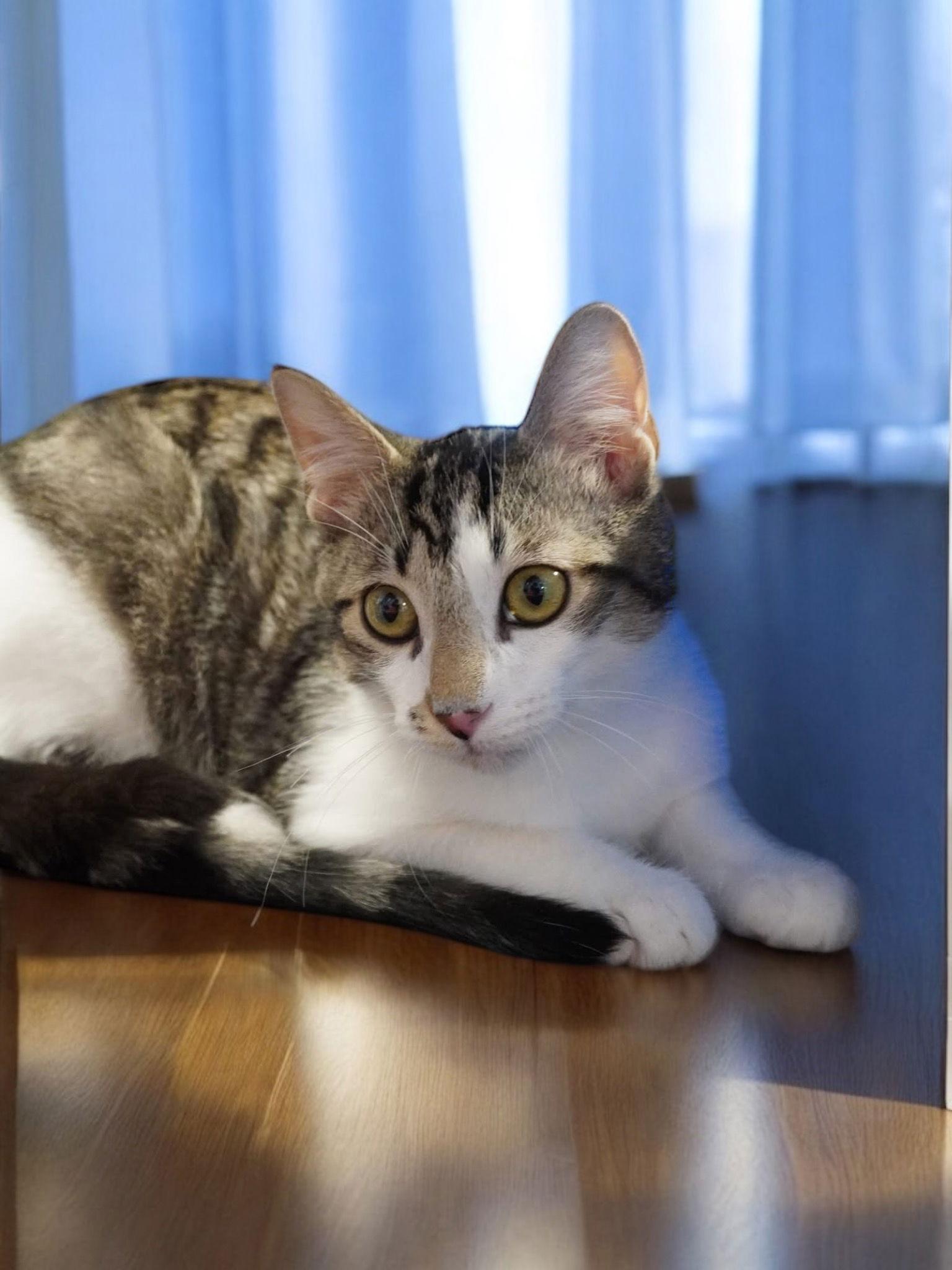 Oliver, a Adoptable Domestic Short Hair in Champaign, IL image 3/3