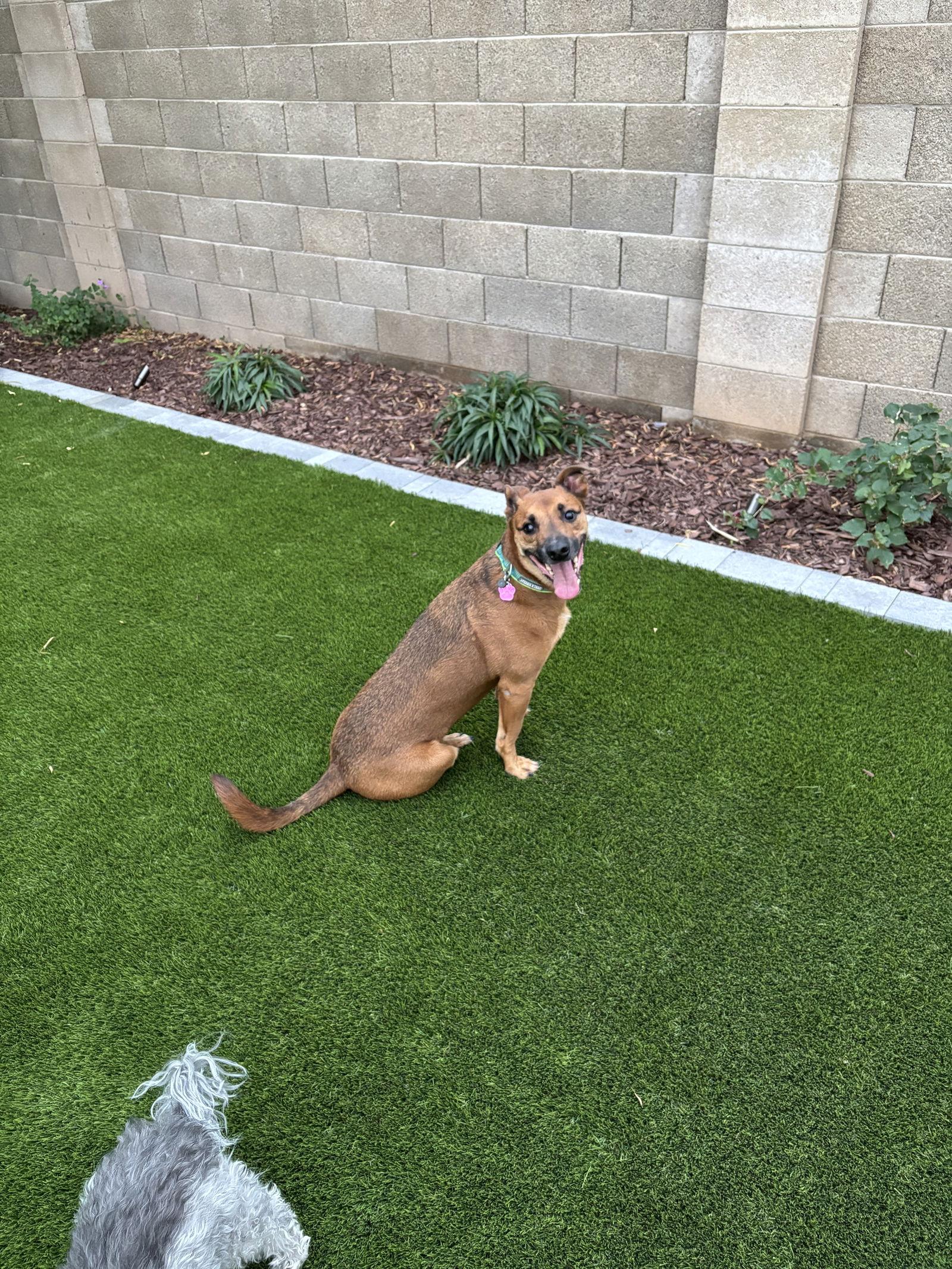 Enlarge Max, a Adoptable Shepherd in Phoenix, AZ image 1/3