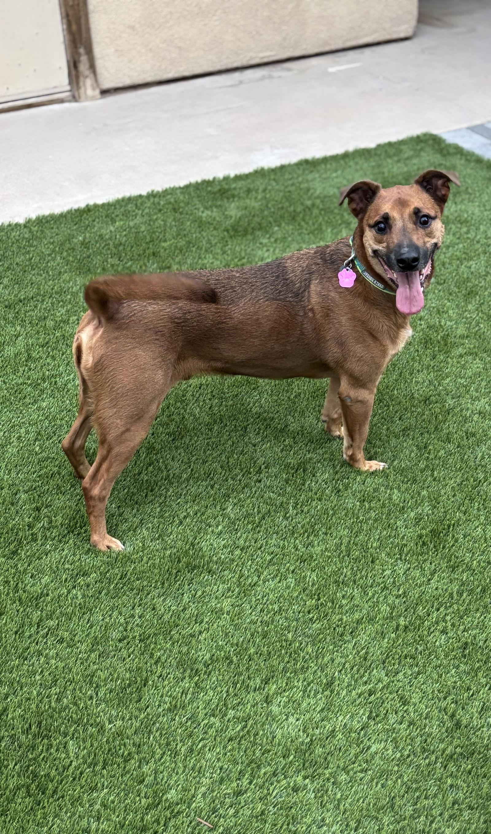 Enlarge Max, a Adoptable Shepherd in Phoenix, AZ image 2/3
