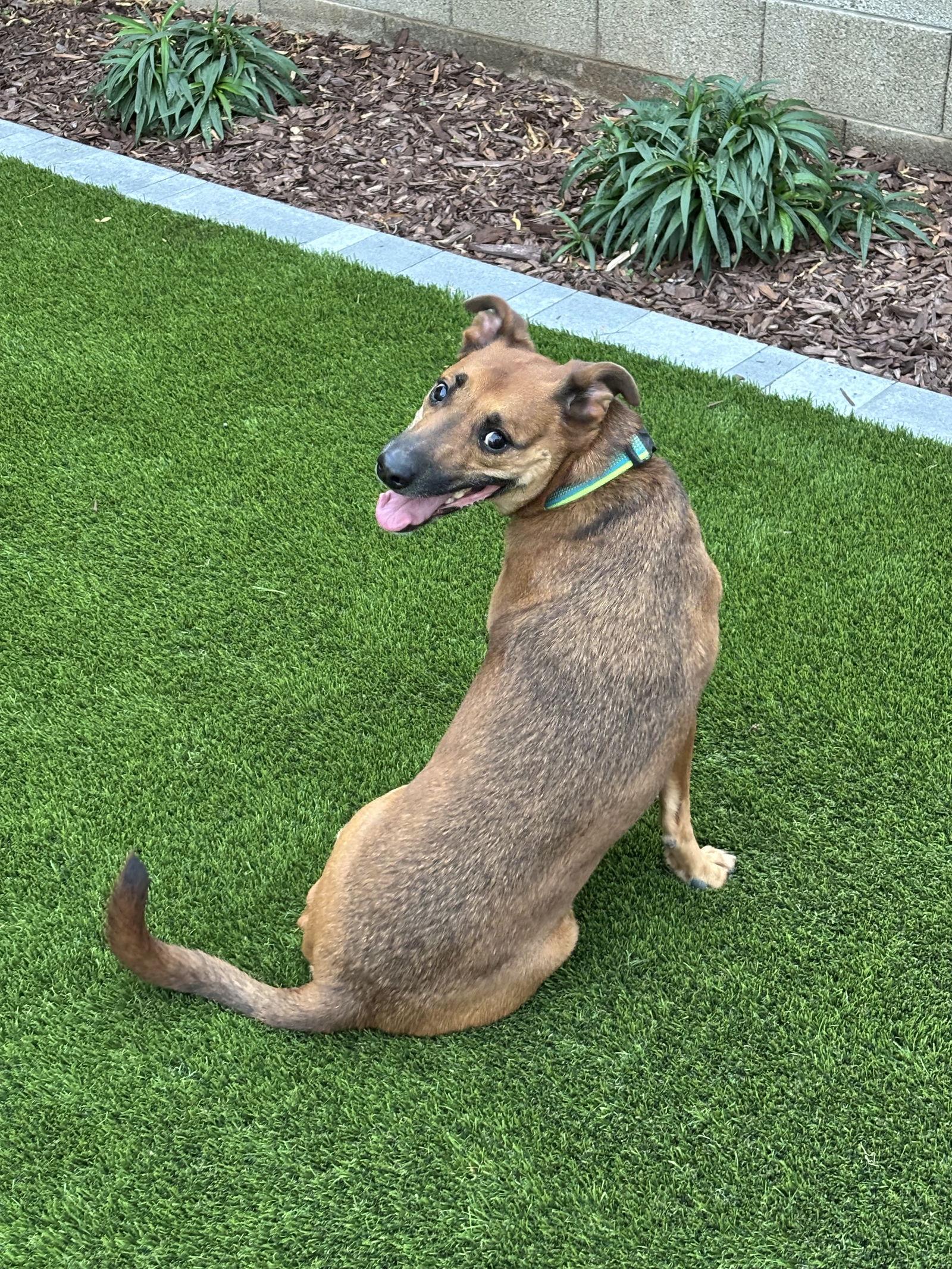 Enlarge Max, a Adoptable Shepherd in Phoenix, AZ image 3/3