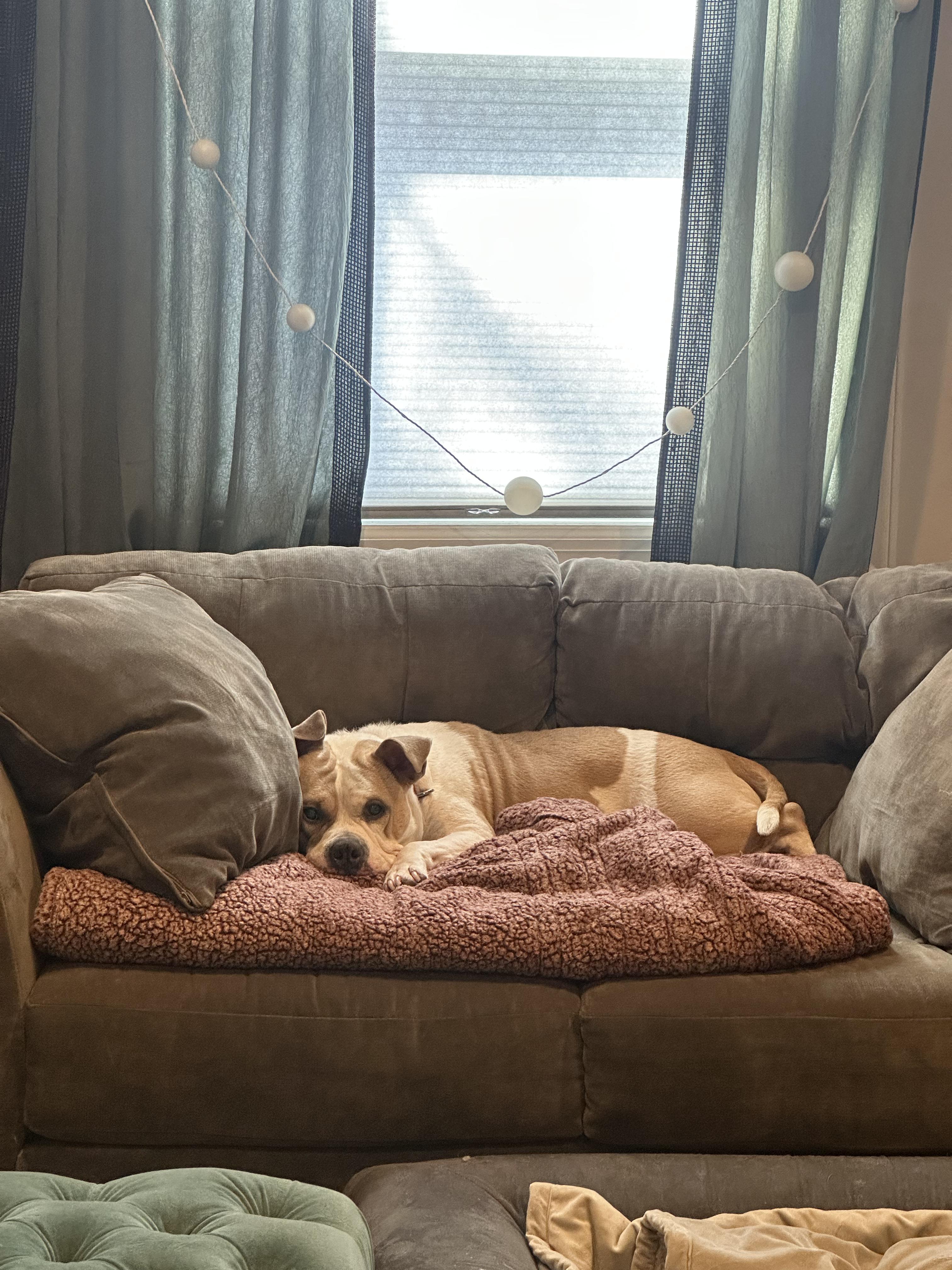 Enlarge Miss Remy, a Adoptable mixed breed in Scarsdale, NY image 3/4