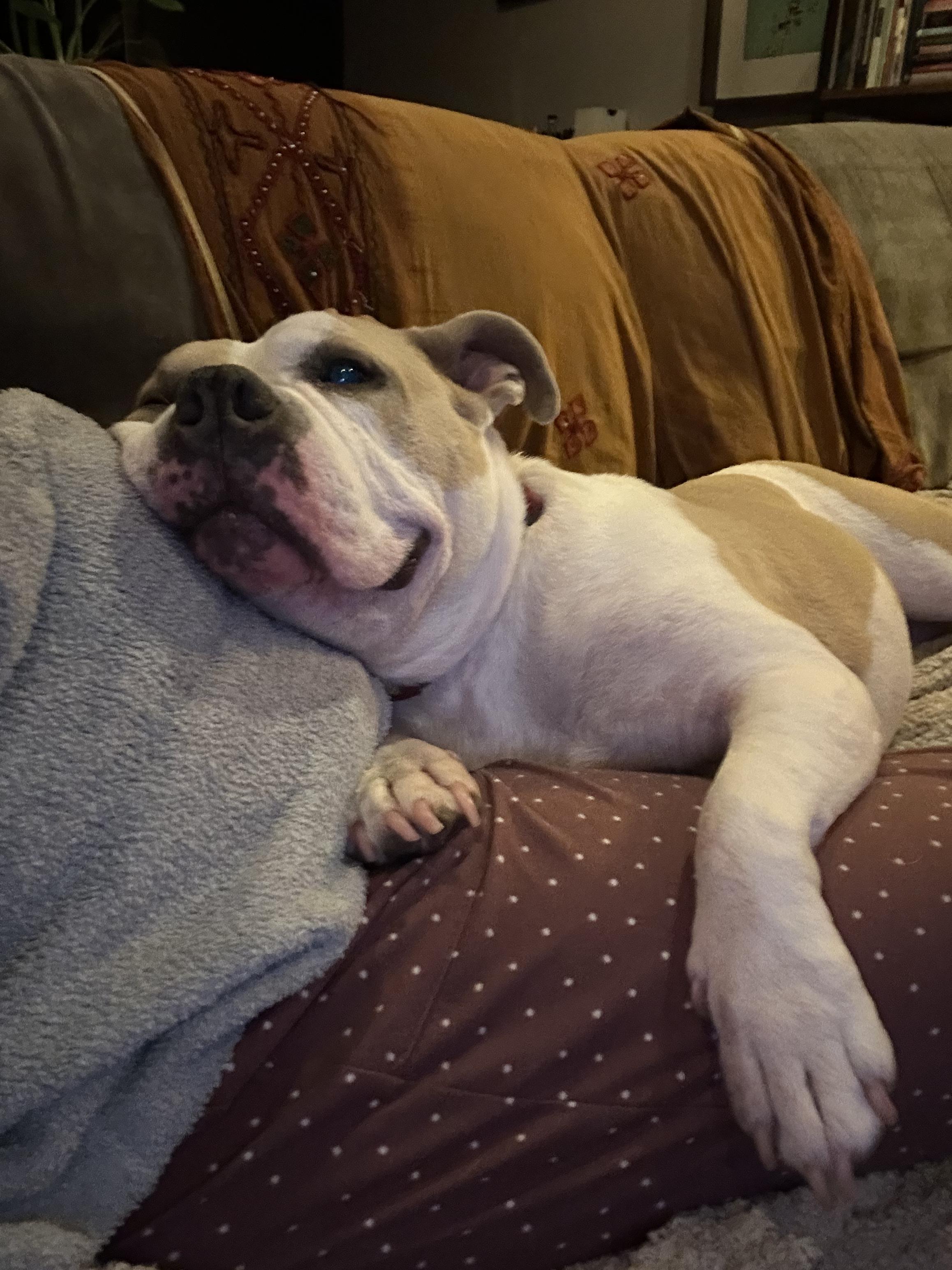 Enlarge Miss Remy, a Adoptable mixed breed in Scarsdale, NY image 4/4