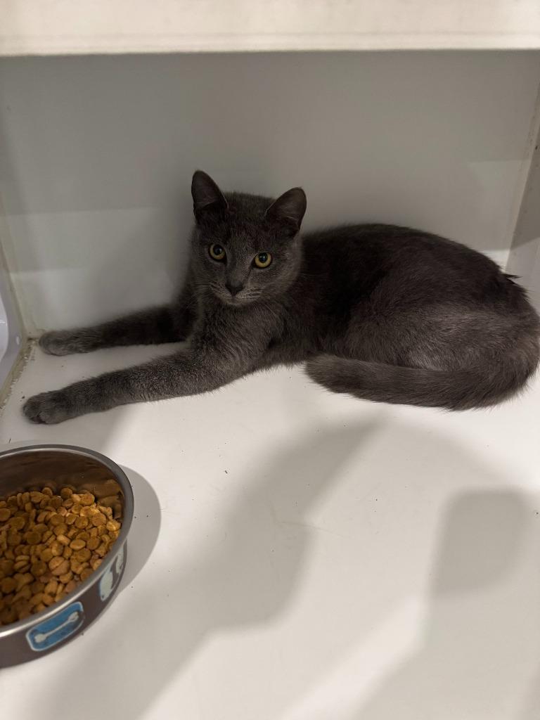 Enlarge Houdini, a Adopted mixed breed in Lunenburg, VT image 1/1