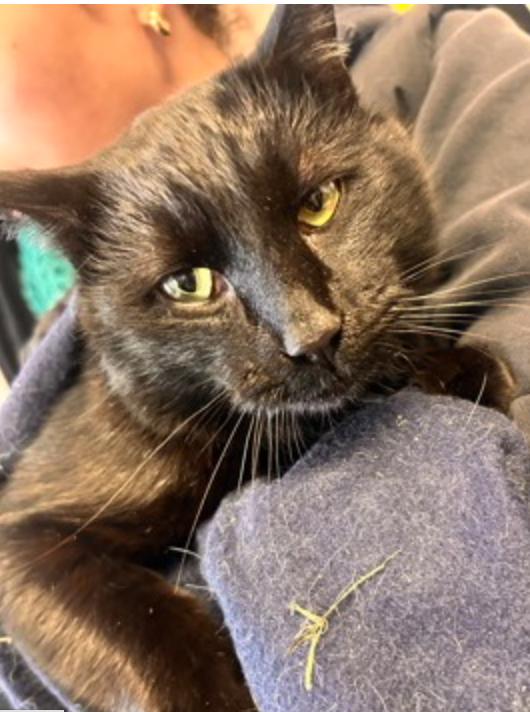 Enlarge Feliz Navi Paw, a ADOPTABLE mixed breed in Marshall, NC image 1/1