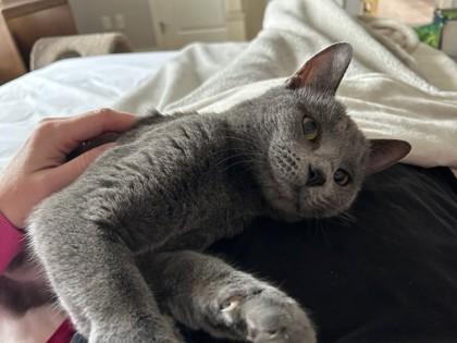 Madame, Adoptable, Adult Female Domestic Short Hair & Domestic Short Hair.