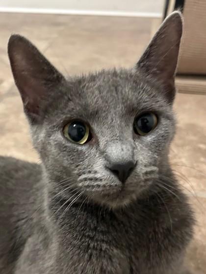 Enlarge Madame, a Adoptable mixed breed in Maumee, OH image 3/3