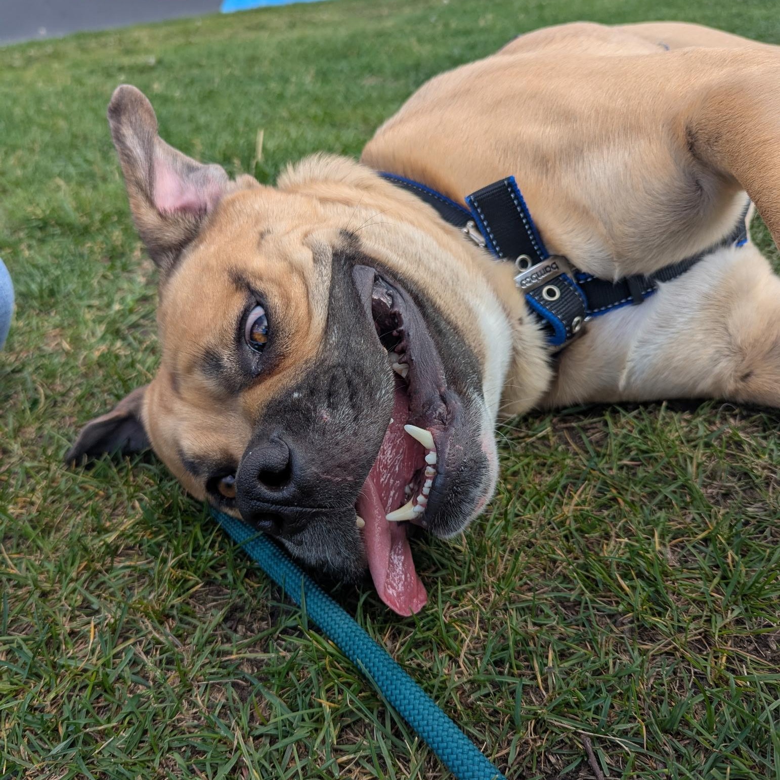Hunter, an adoptable Mastiff in Edmonton, AB, T5Y 3N6 | Photo Image 3