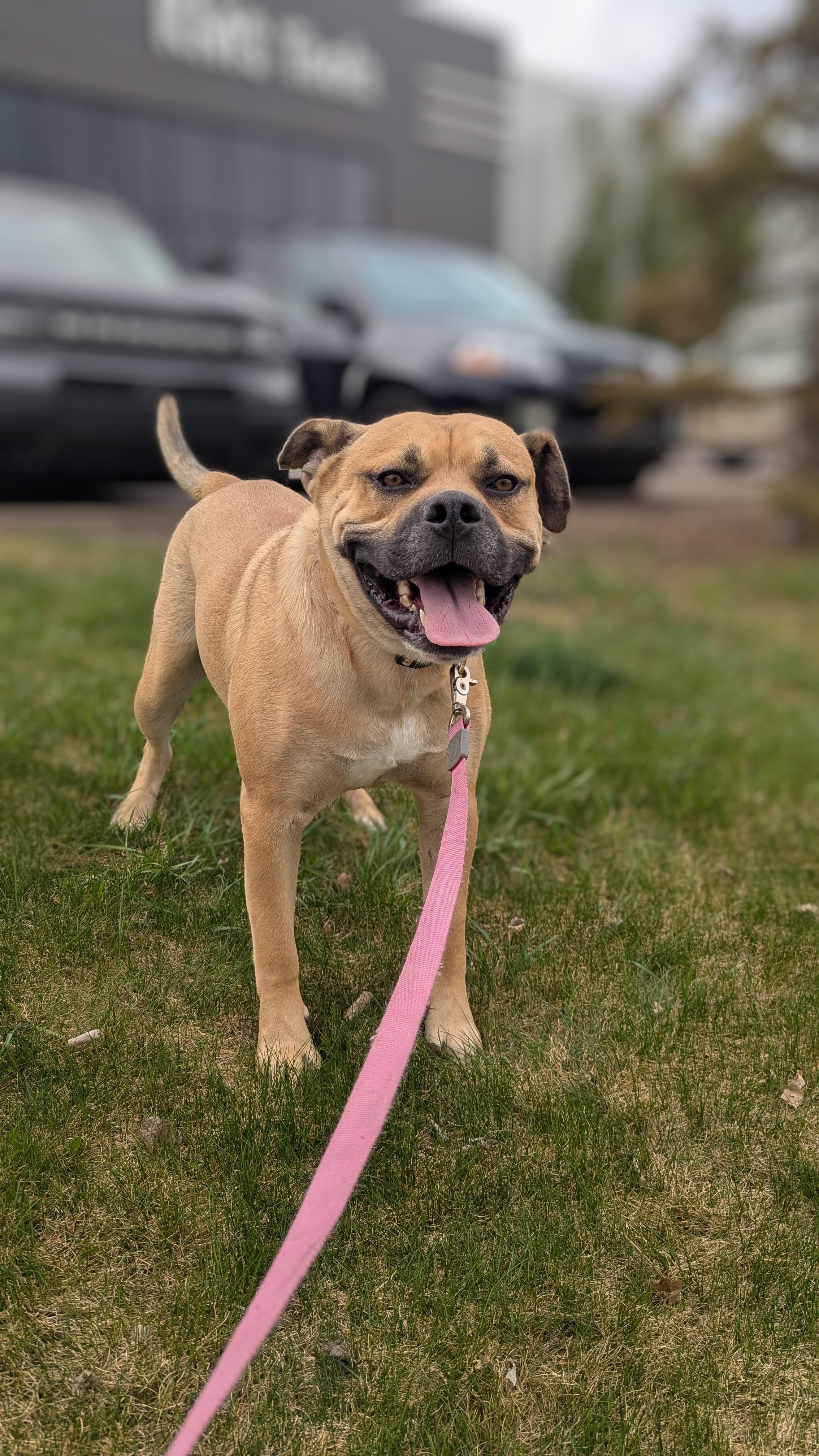 Hunter, an adoptable Mastiff in Edmonton, AB, T5Y 3N6 | Photo Image 2
