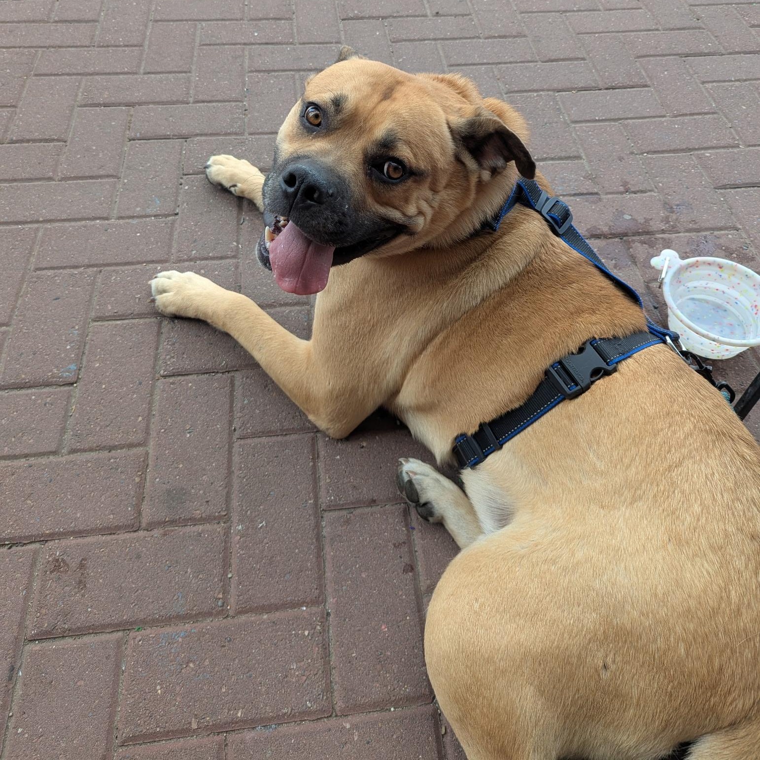 Hunter, an adoptable Mastiff in Edmonton, AB, T5Y 3N6 | Photo Image 2