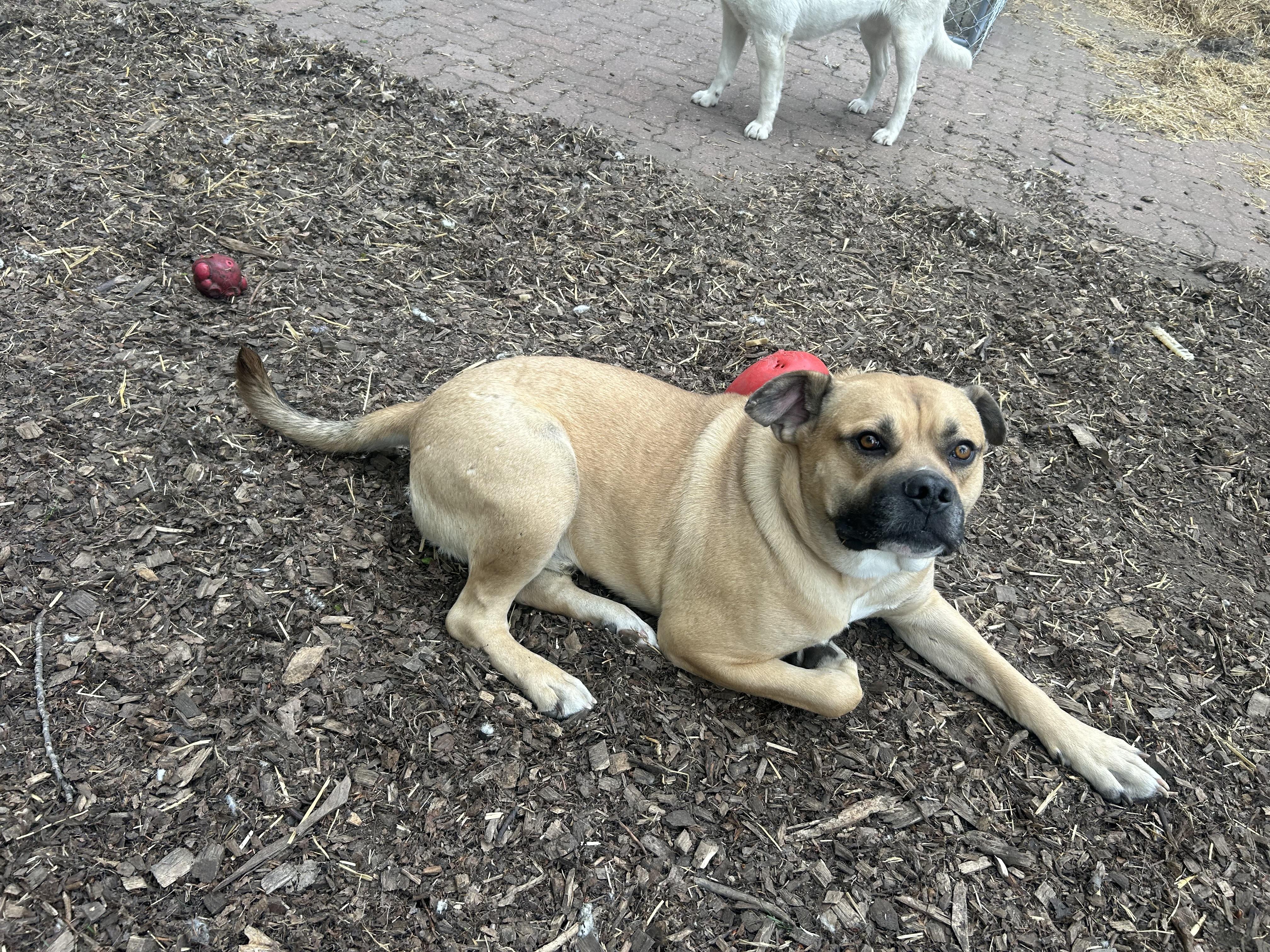 Hunter, an adoptable Mastiff in Edmonton, AB, T5Y 3N6 | Photo Image 3