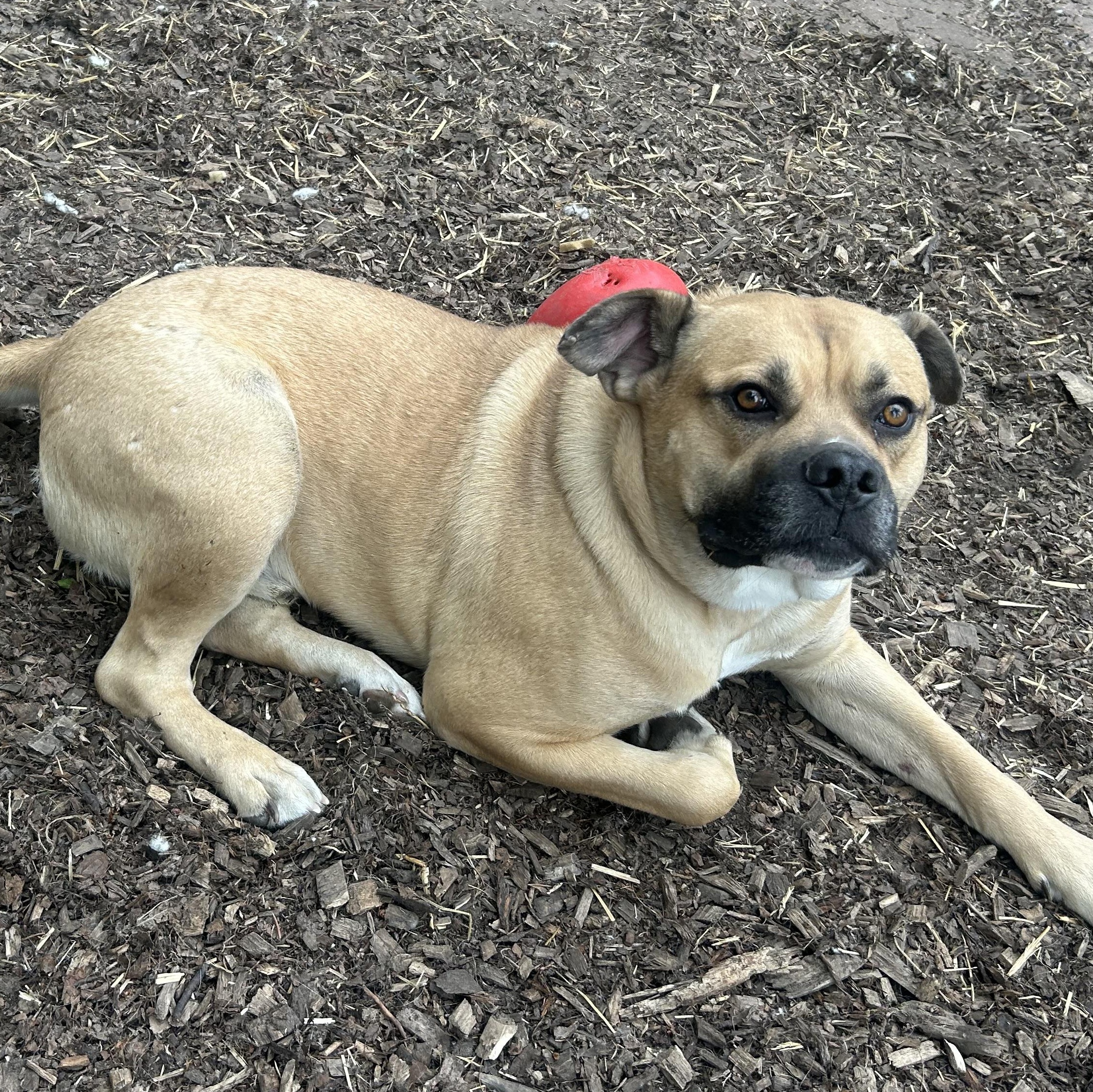 Hunter, an adoptable Mastiff in Edmonton, AB, T5Y 3N6 | Photo Image 4