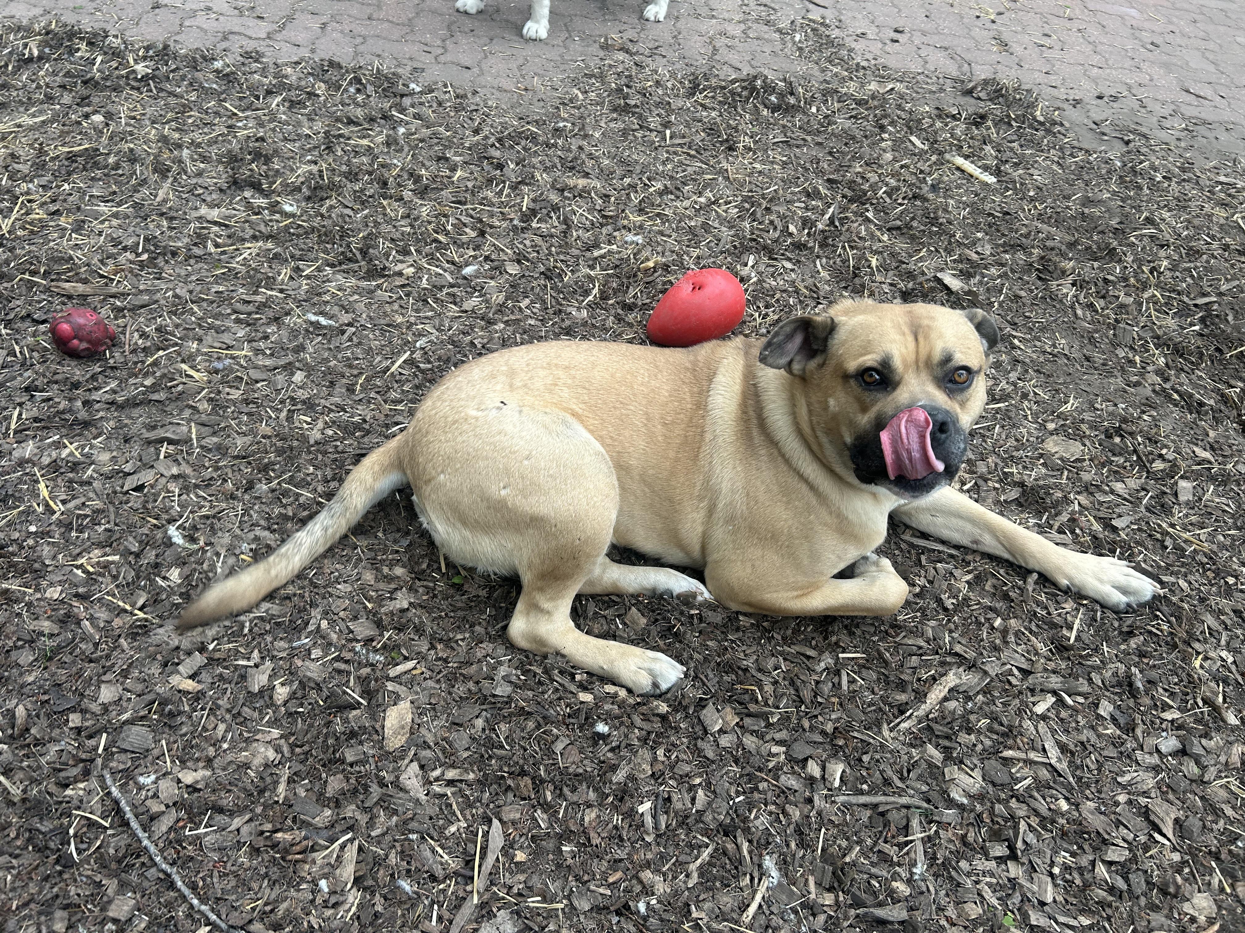 Hunter, an adoptable Mastiff in Edmonton, AB, T5Y 3N6 | Photo Image 5