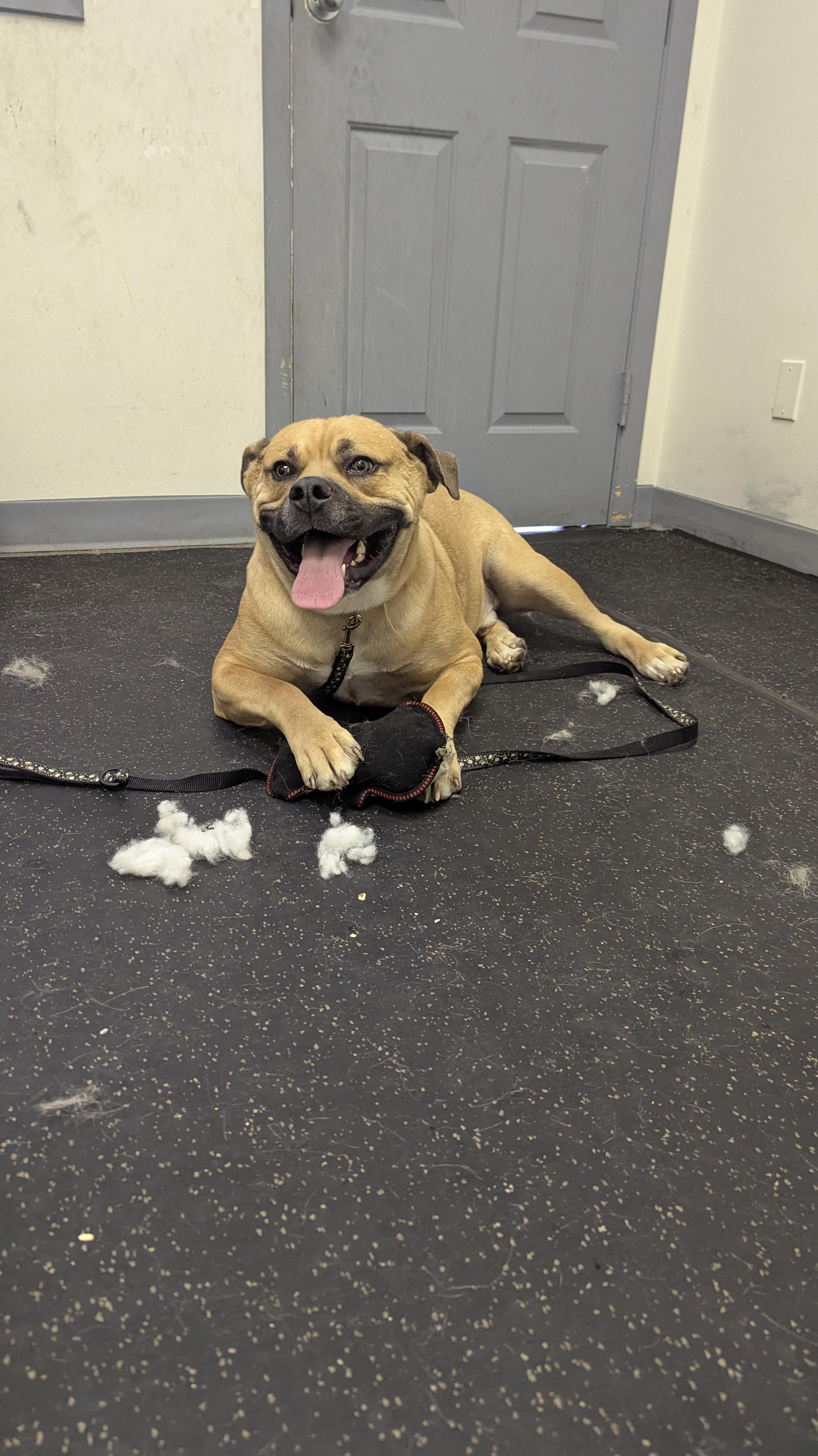 Hunter, an adoptable Mastiff in Edmonton, AB, T5Y 3N6 | Photo Image 4