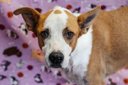 Harvey, Adoptable, Senior Male Pointer & Mixed Breed.