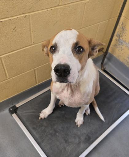 Enlarge Harvey, a Adoptable mixed breed in Dothan, AL image 2/2