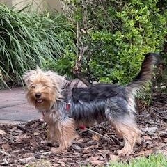 Enlarge Marlow, a ADOPTABLE mixed breed in Orlando, FL image 2/3