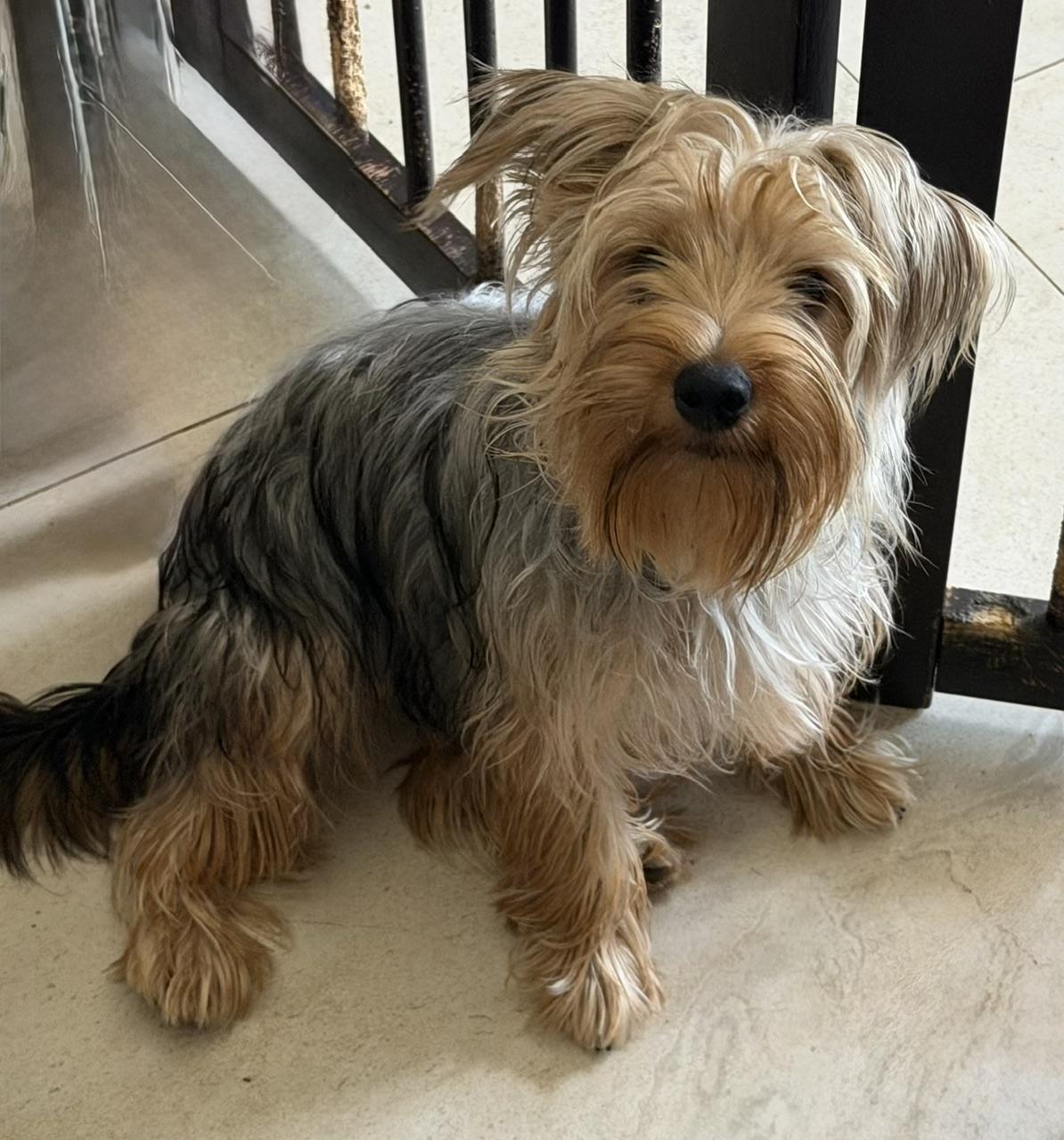 Marlow, ADOPTABLE, Young Male Yorkshire Terrier.