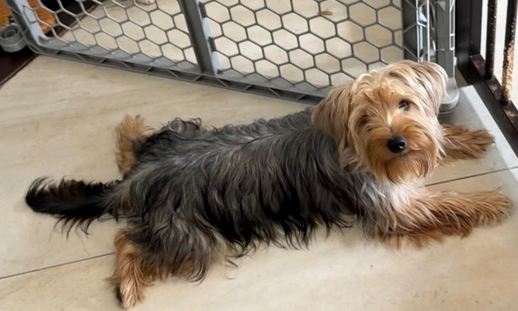 Enlarge Marlow, a ADOPTABLE mixed breed in Orlando, FL image 5/5