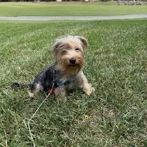 Marlow, ADOPTABLE, Young Male Yorkshire Terrier.
