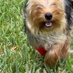 Enlarge Marlow, a ADOPTABLE mixed breed in Orlando, FL image 3/3