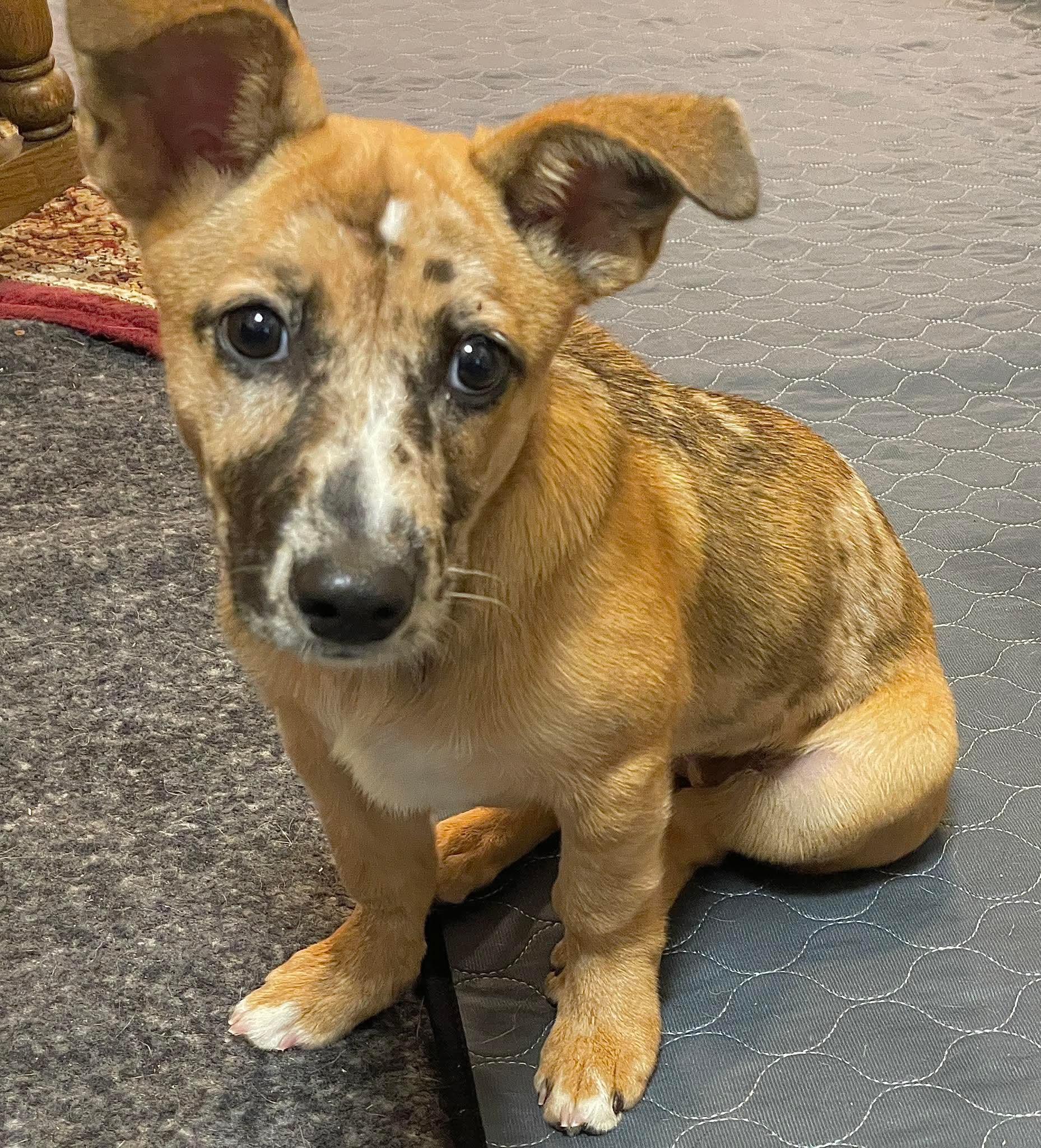 Pony, ADOPTABLE, Puppy Female Dachshund.