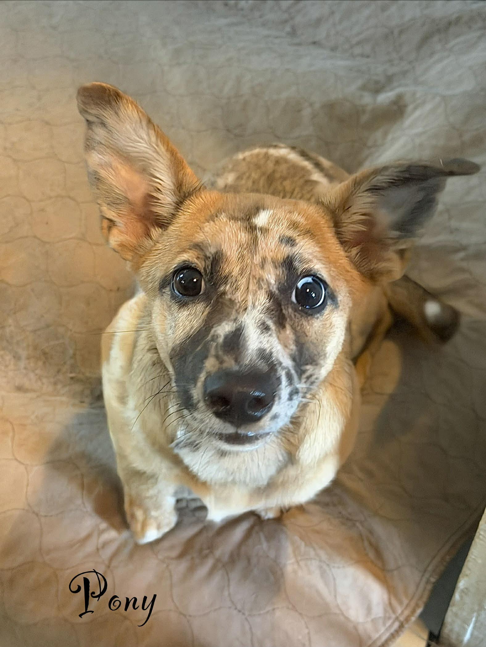 Pony, a ADOPTABLE mixed breed in Berwick, ME image 2/2