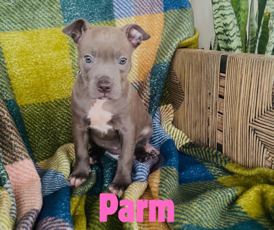 Parm, ADOPTABLE, Puppy Female Pit Bull Terrier.
