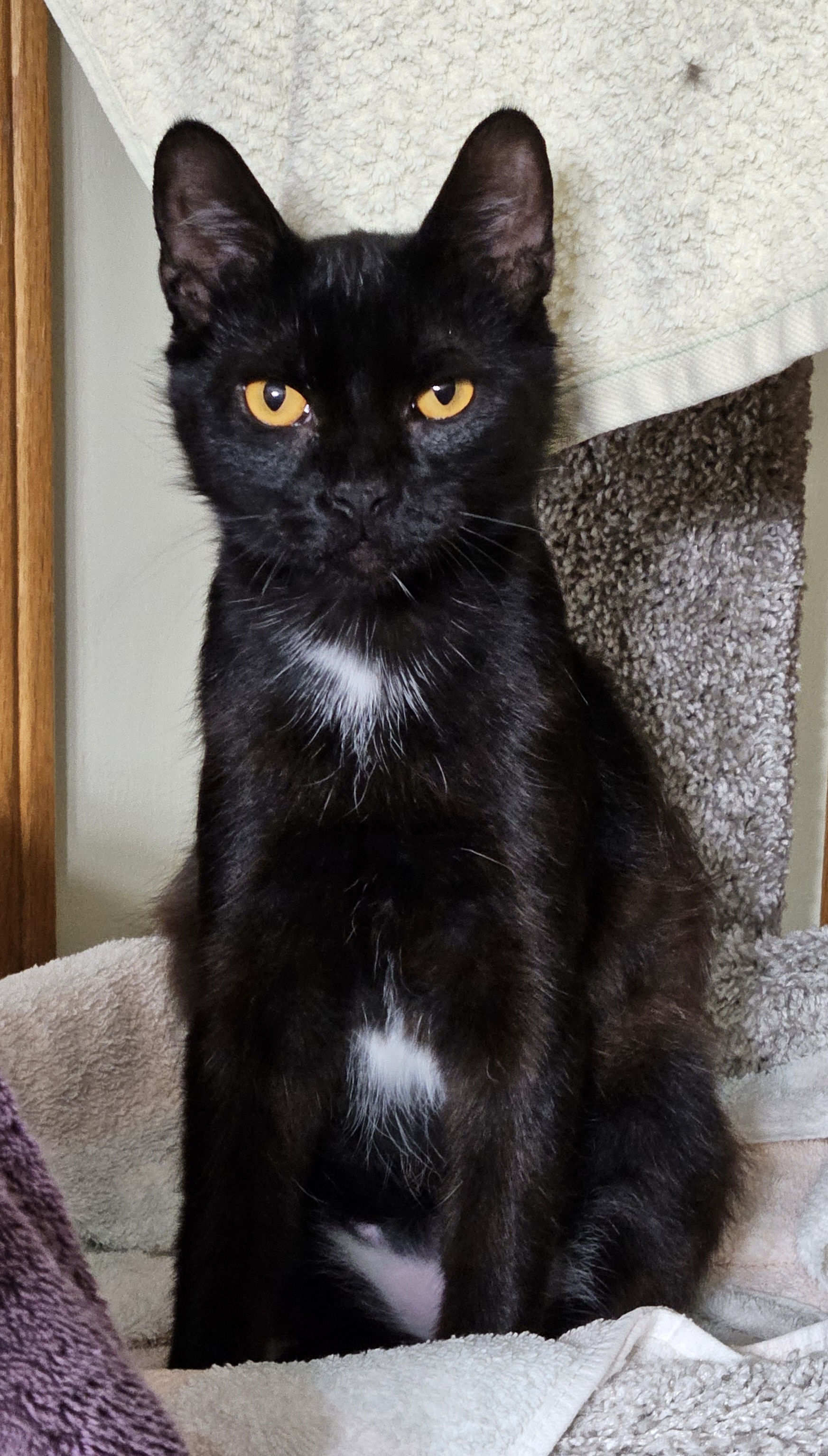 Iggy (and Ivy), an adoptable American Shorthair in Dekalb, IL, 60115 | Photo Image 2